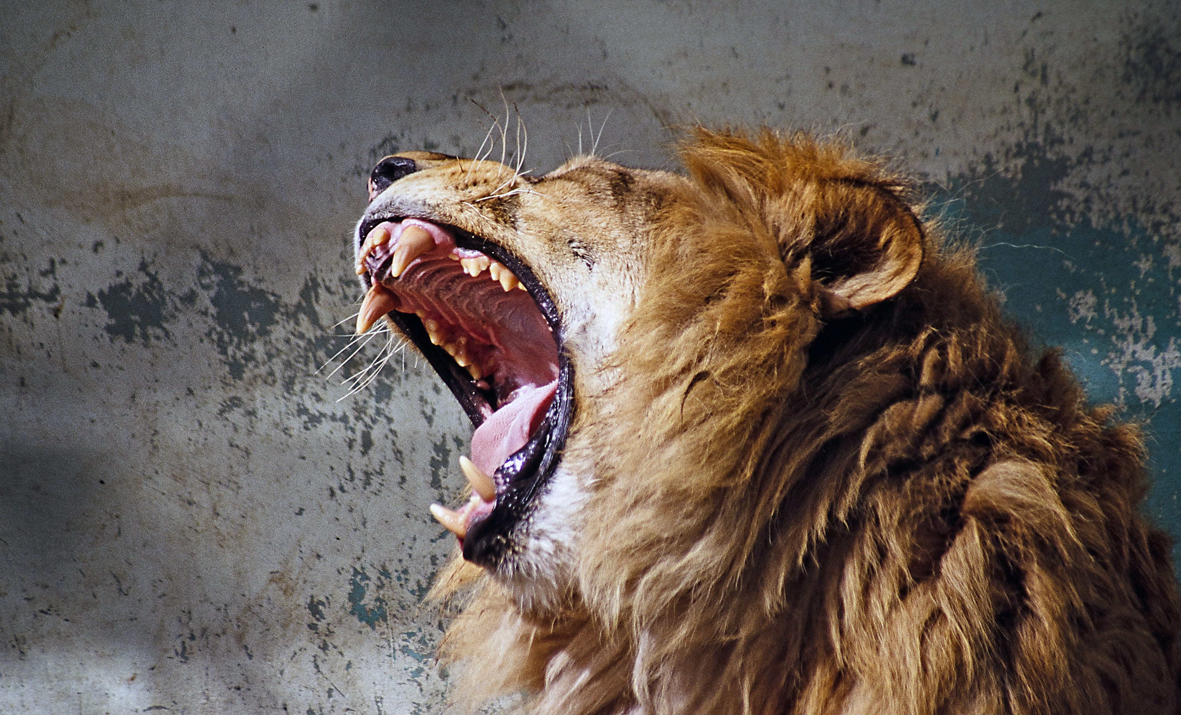 tooth, animal themes, domestic animals, wildlife, howling, one animal, 4K, pets, mouth, day, feline, no people, mouth open, wild animal, animal head, mammal, HD Wallpaper