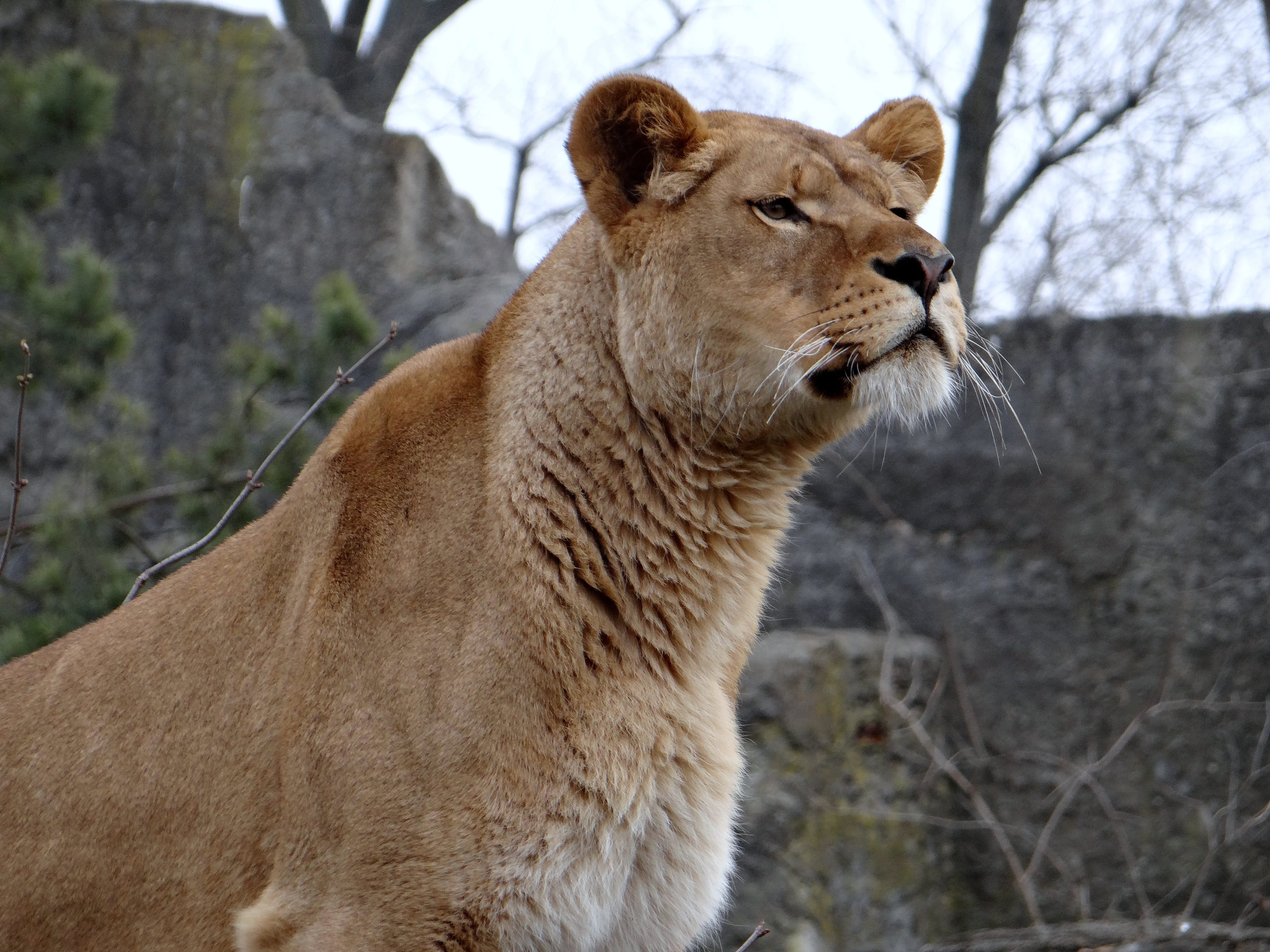 animal wildlife, wild animals, lioness, zoo, zodiac sign, whisker, animal themes, vertebrate, day, animal head, mammal, 4K, fauna, looking away, outdoors, HD Wallpaper