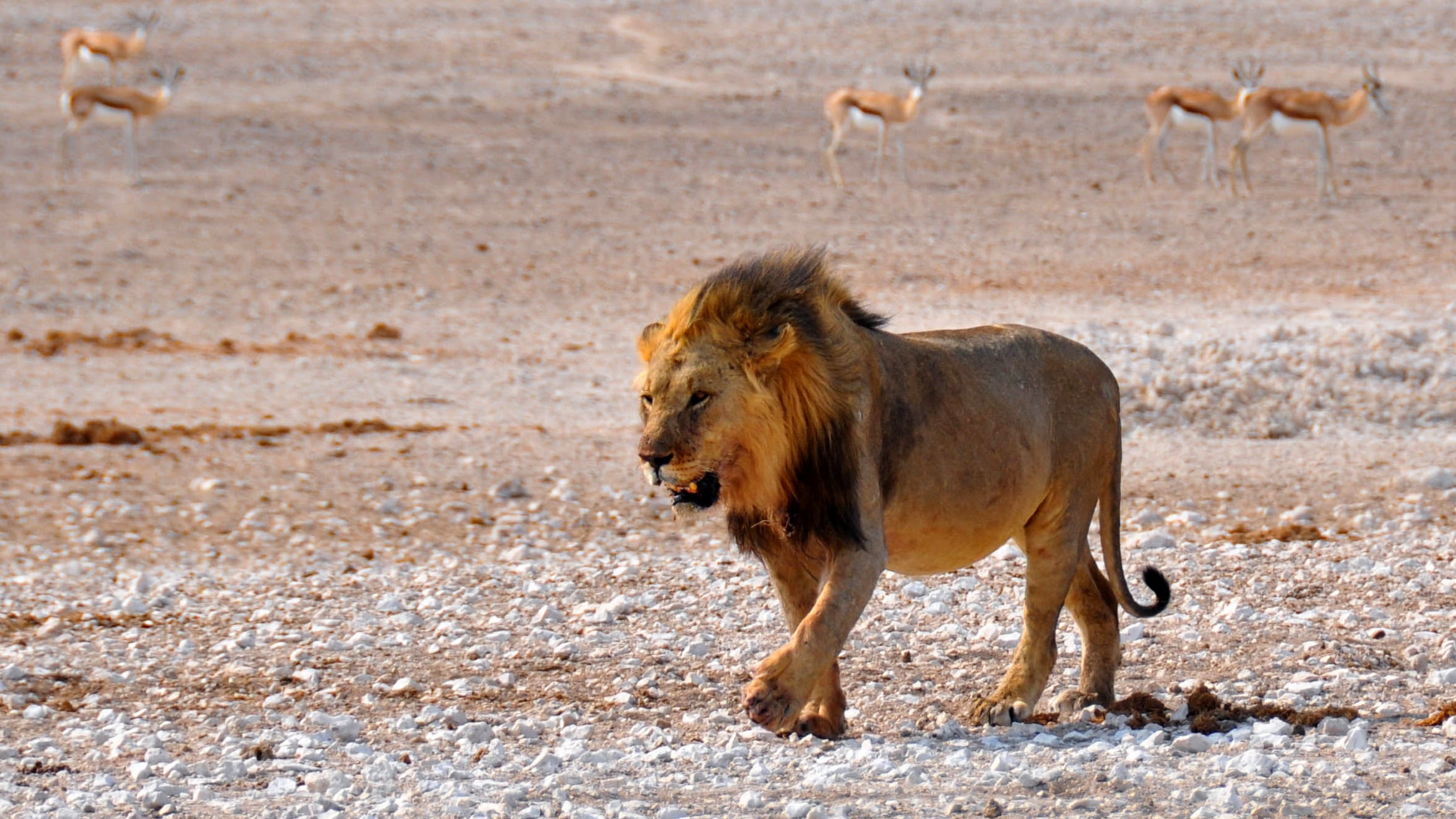 land, side view, mammal, day, male animal, 1080P, namibia, africa, near, outdoors, undomesticated cat, male, safari, animal, arid climate, king of the beasts, HD Wallpaper