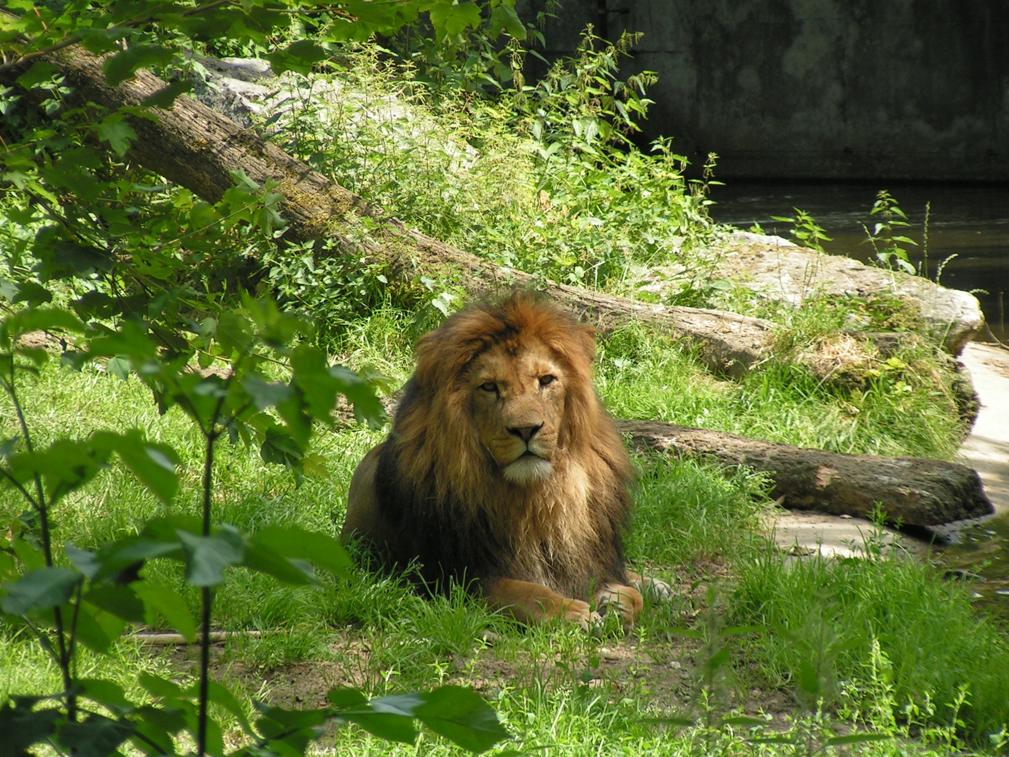 lion, outdoors, animals in the wild, one animal, vertebrate, animal wildlife, relaxation, lion - feline, king of the beasts, no people, cat, 1080P, nature, HD Wallpaper