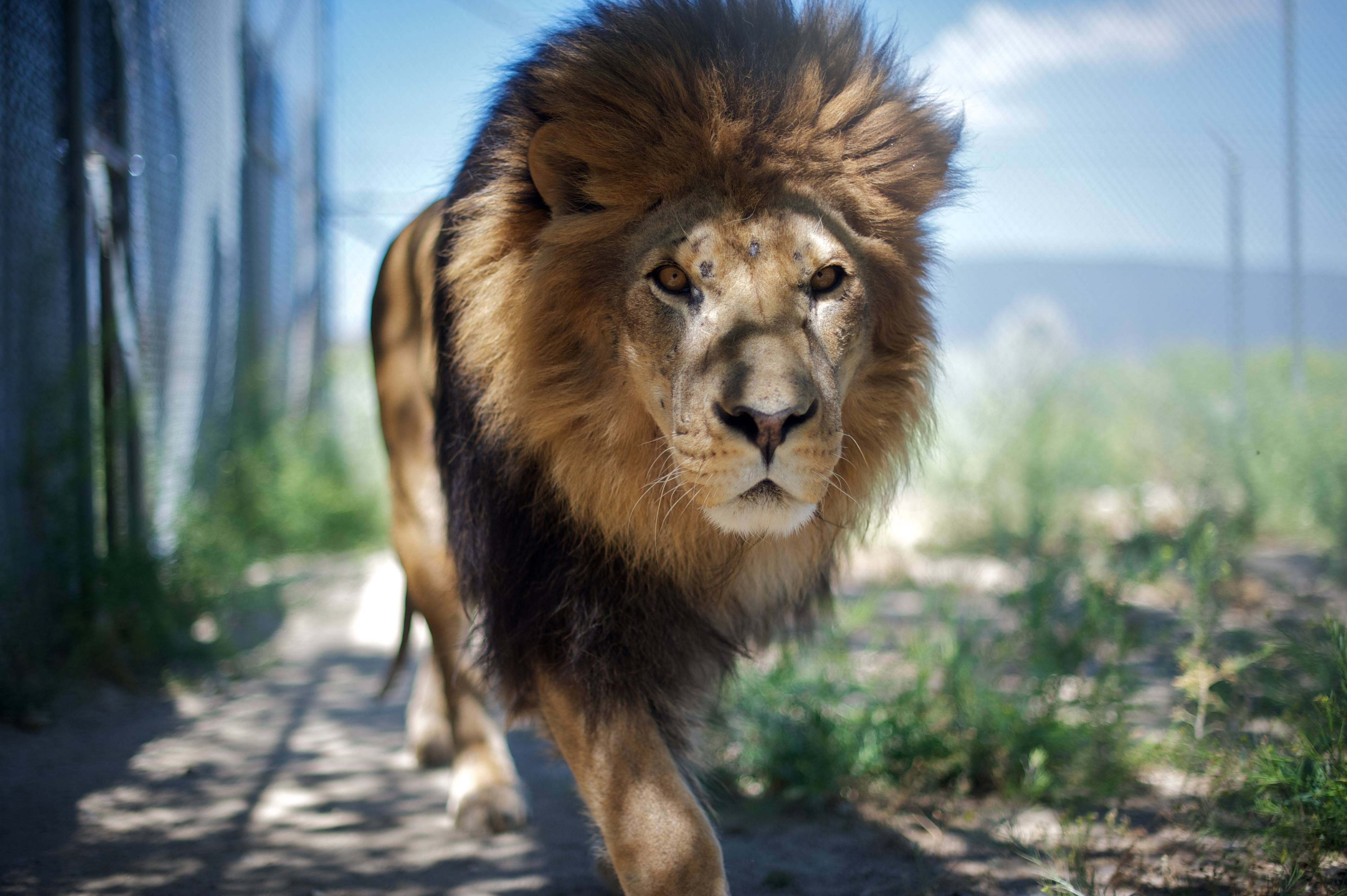 beast, looks, animal, is, 4K, king, Leo, HD Wallpaper