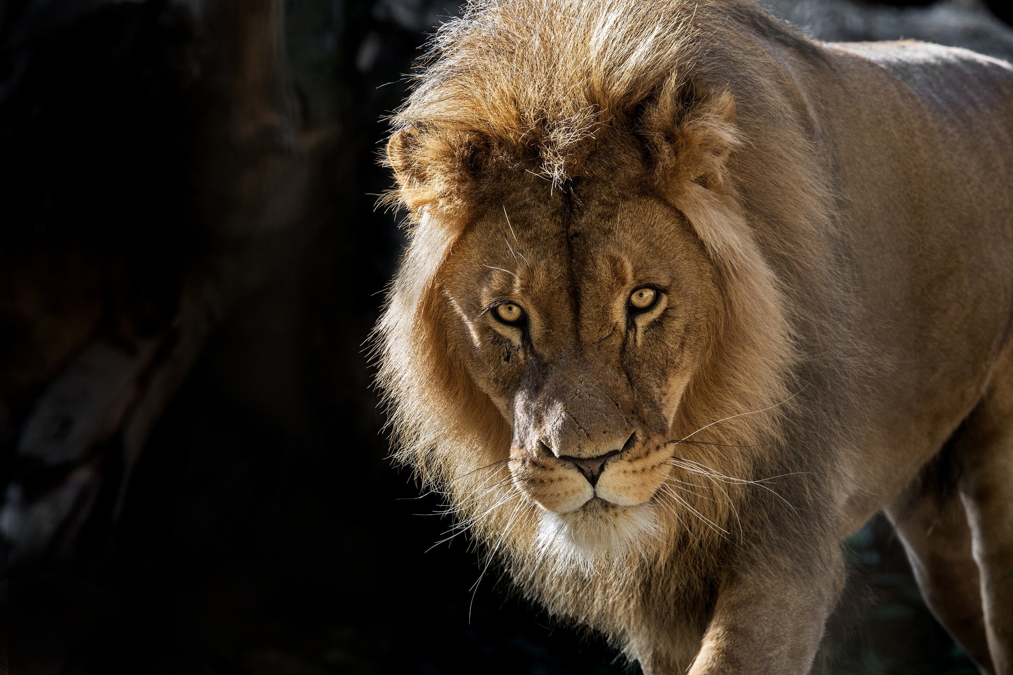 Leo, the king of beasts, look, face, wild cat, 1080P, HD Wallpaper