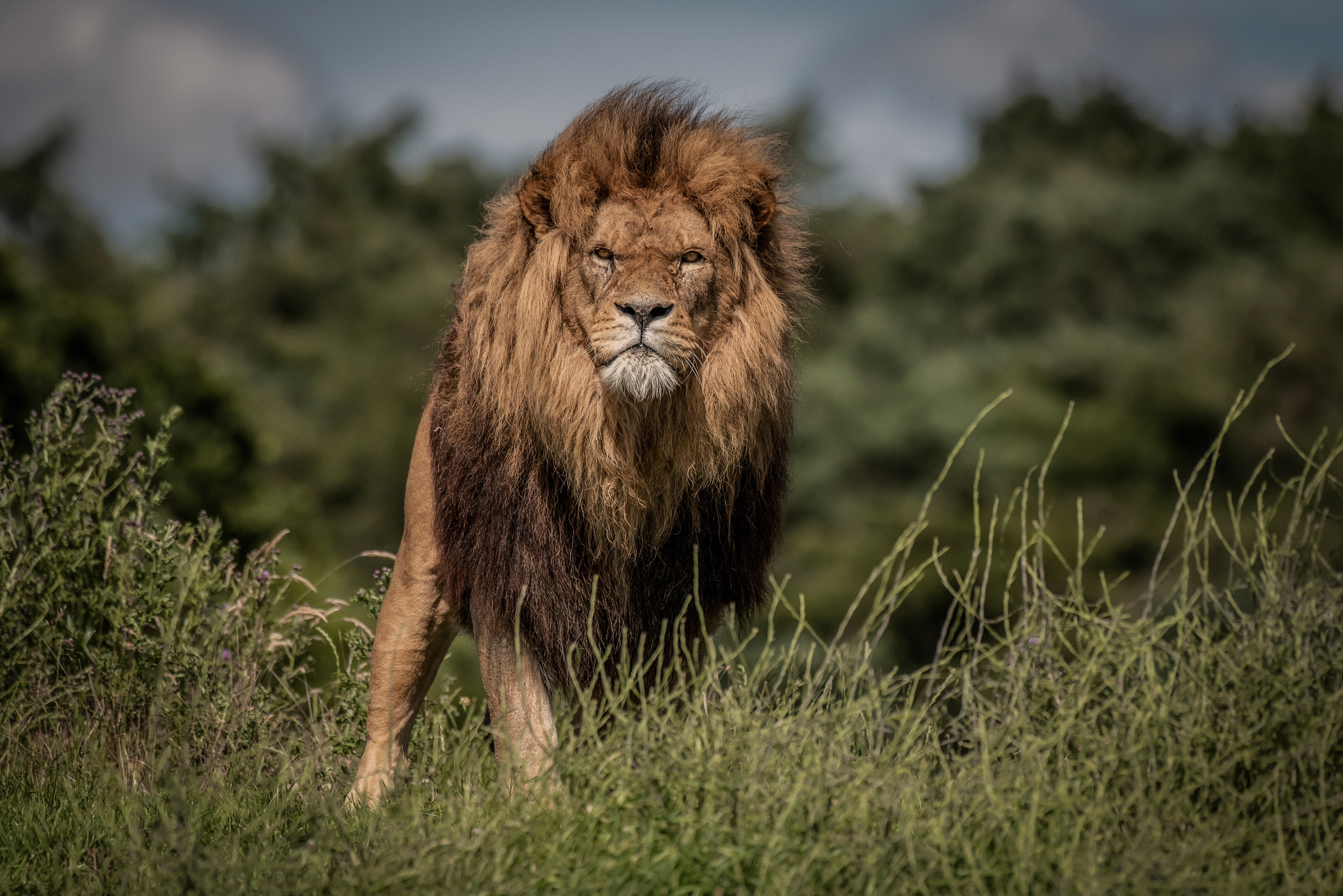 look, mane, bokeh, the king of beasts, Leo, 4K, grass, wild cat, HD Wallpaper