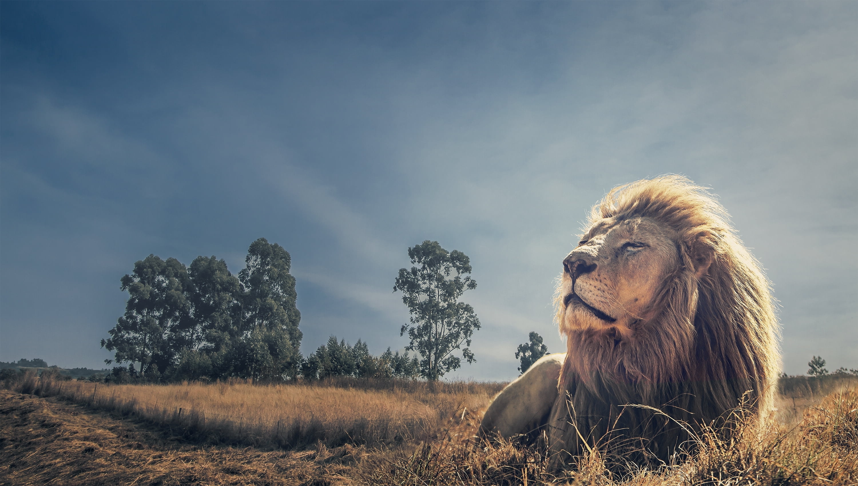 mammal, stay, domestic, landscape, 2K, reclining, no people, nature, field, cloud - sky, one animal, day, lion, plant, animal wildlife, animal, HD Wallpaper