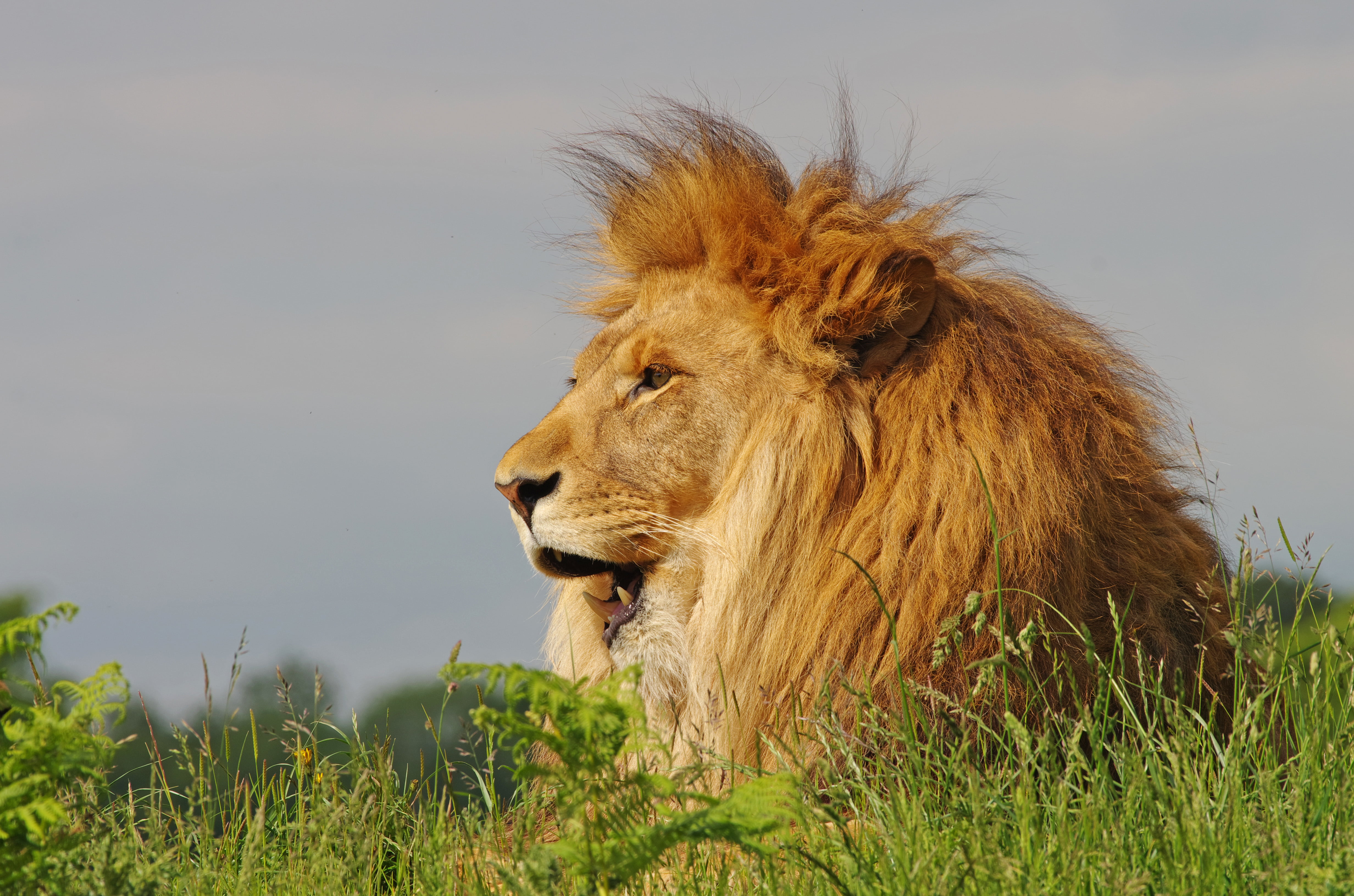 mouth open, plant, animal wildlife, animal head, looking away, day, animal, animals in the wild, lion, carnivora, side view, one animal, profile view, undomesticated cat, HD Wallpaper