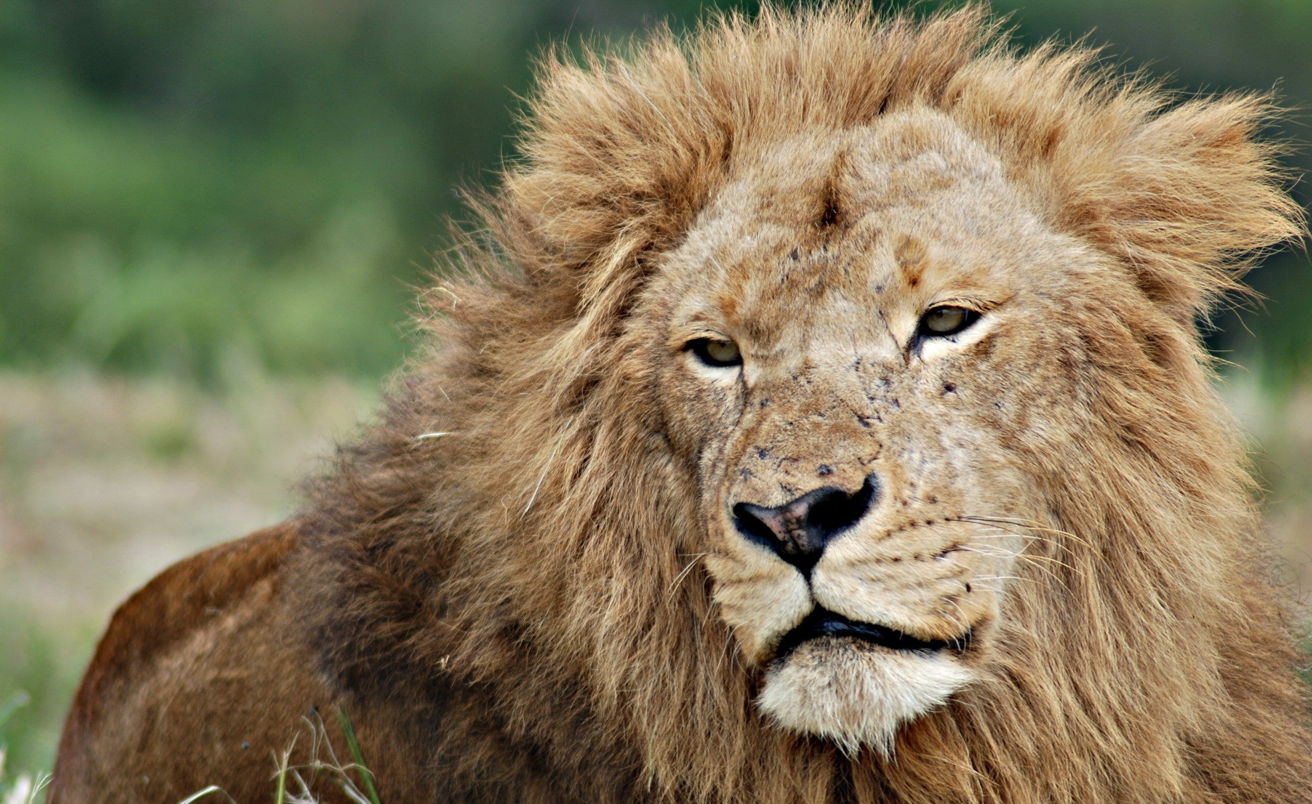 mammal, Lion, animal head, day, whisker, animal wildlife, 1080P, no people, one animal, Mane, undomesticated cat, lion - feline, male animal, animals in the wild, HD Wallpaper