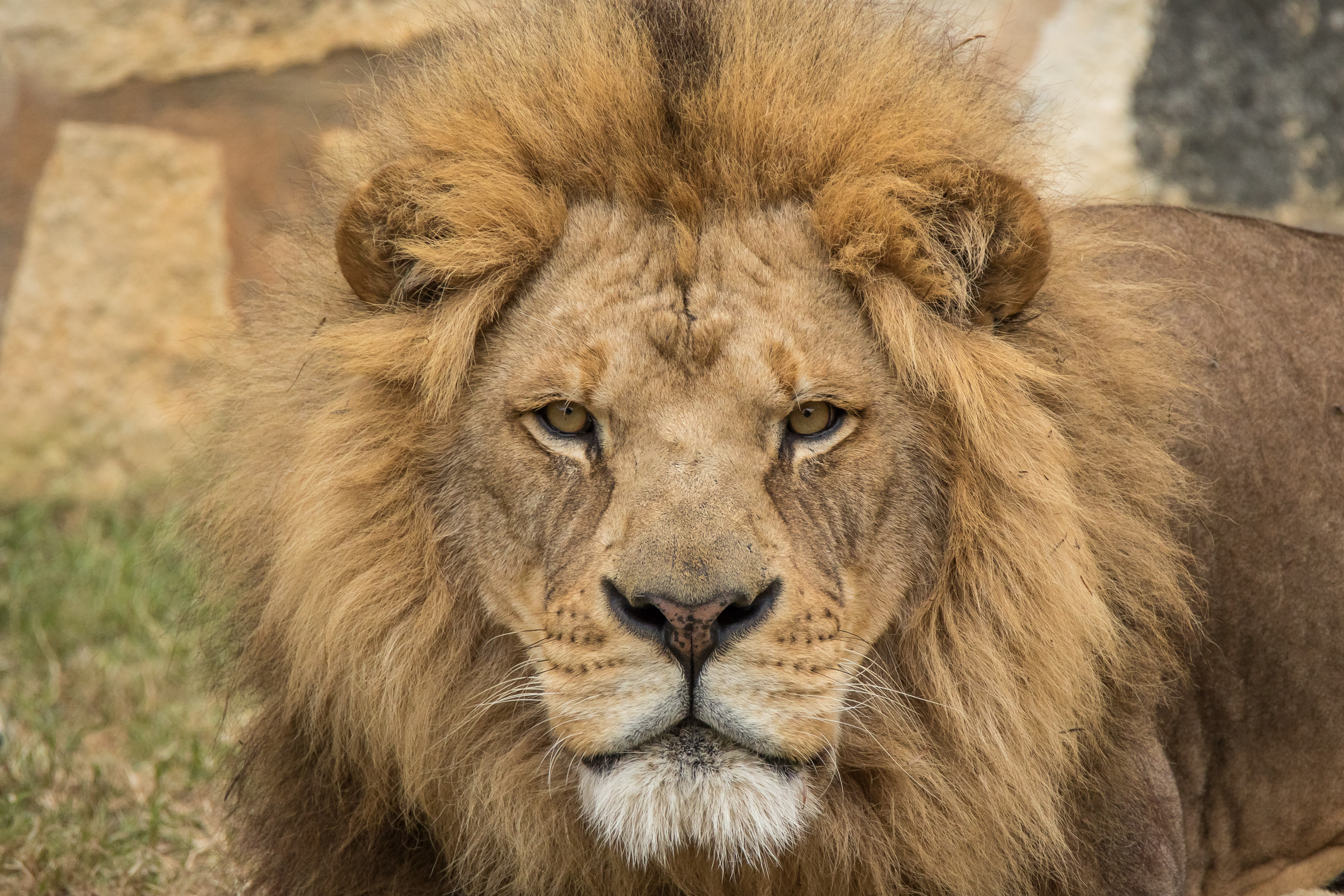 4K, Leo, look, predator, the king of beasts, HD Wallpaper