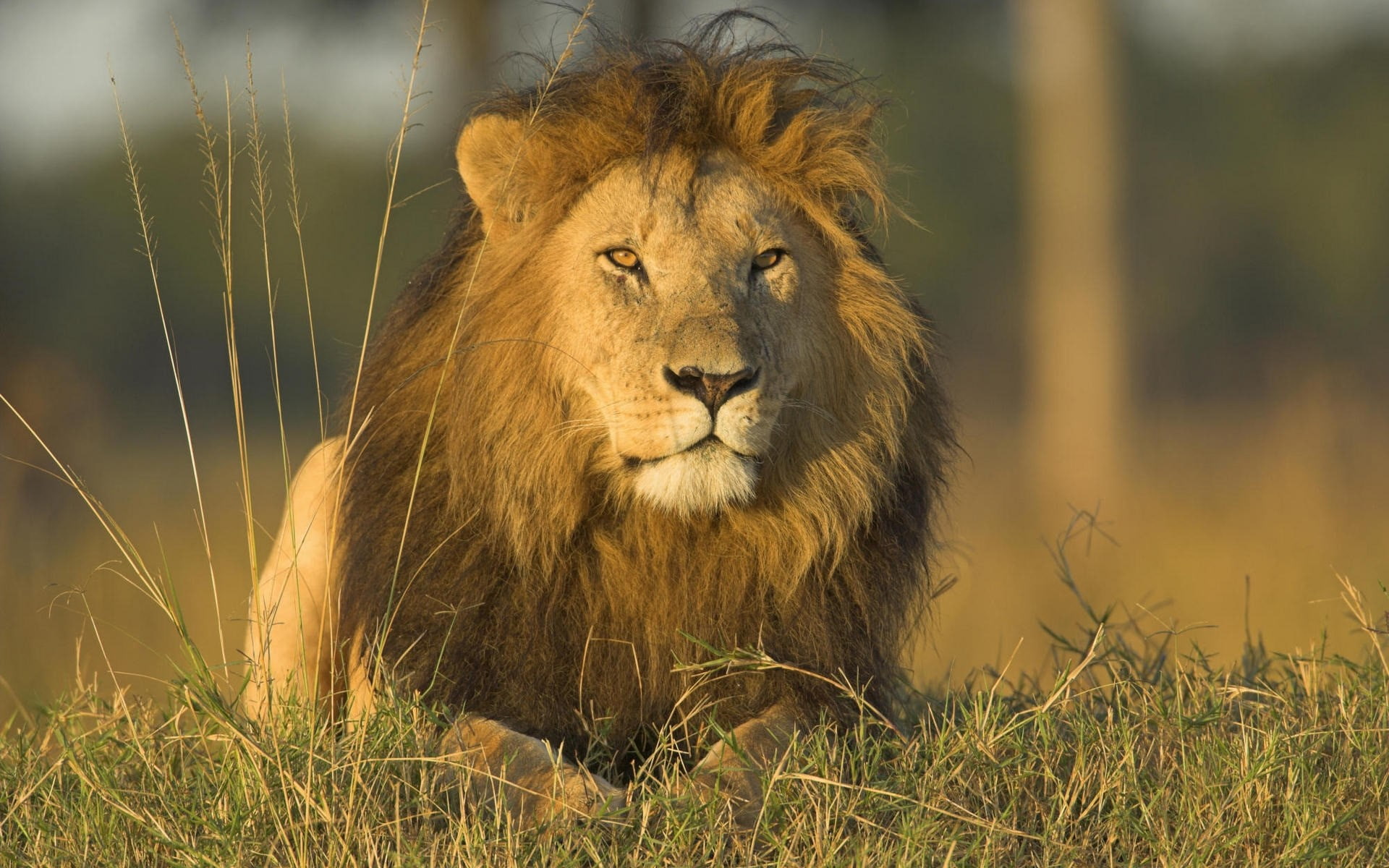outdoors, one animal, animal wildlife, day, Fluffy, Mane, feline, mammal, Big cat, carnivora, land, Grass, portrait, no people, vertebrate, nature, safari, HD Wallpaper