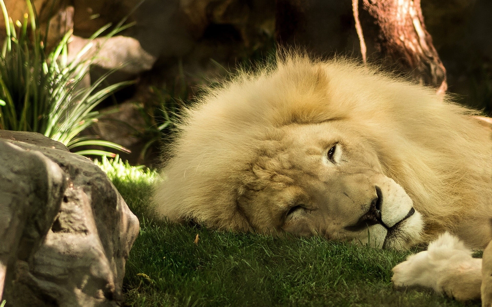 nature, relaxation, sunlight, lion - feline, animal head, Mane, Lion, plant, feline, land, animal, animals in the wild, close-up, outdoors, mammal, animal wildlife, HD Wallpaper