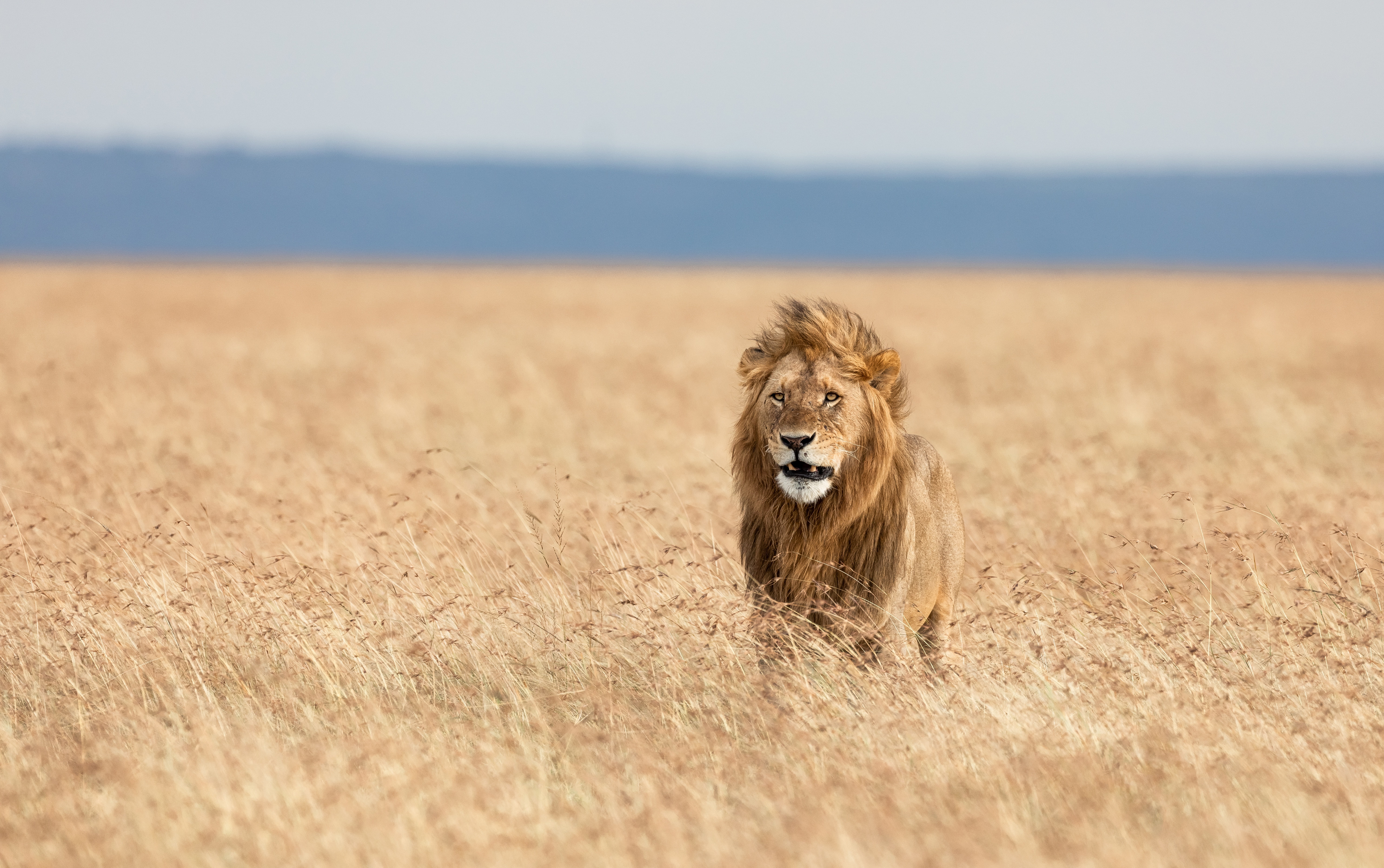 the king of beasts, 5K, Leo, grass, wild cat, Savannah, HD Wallpaper