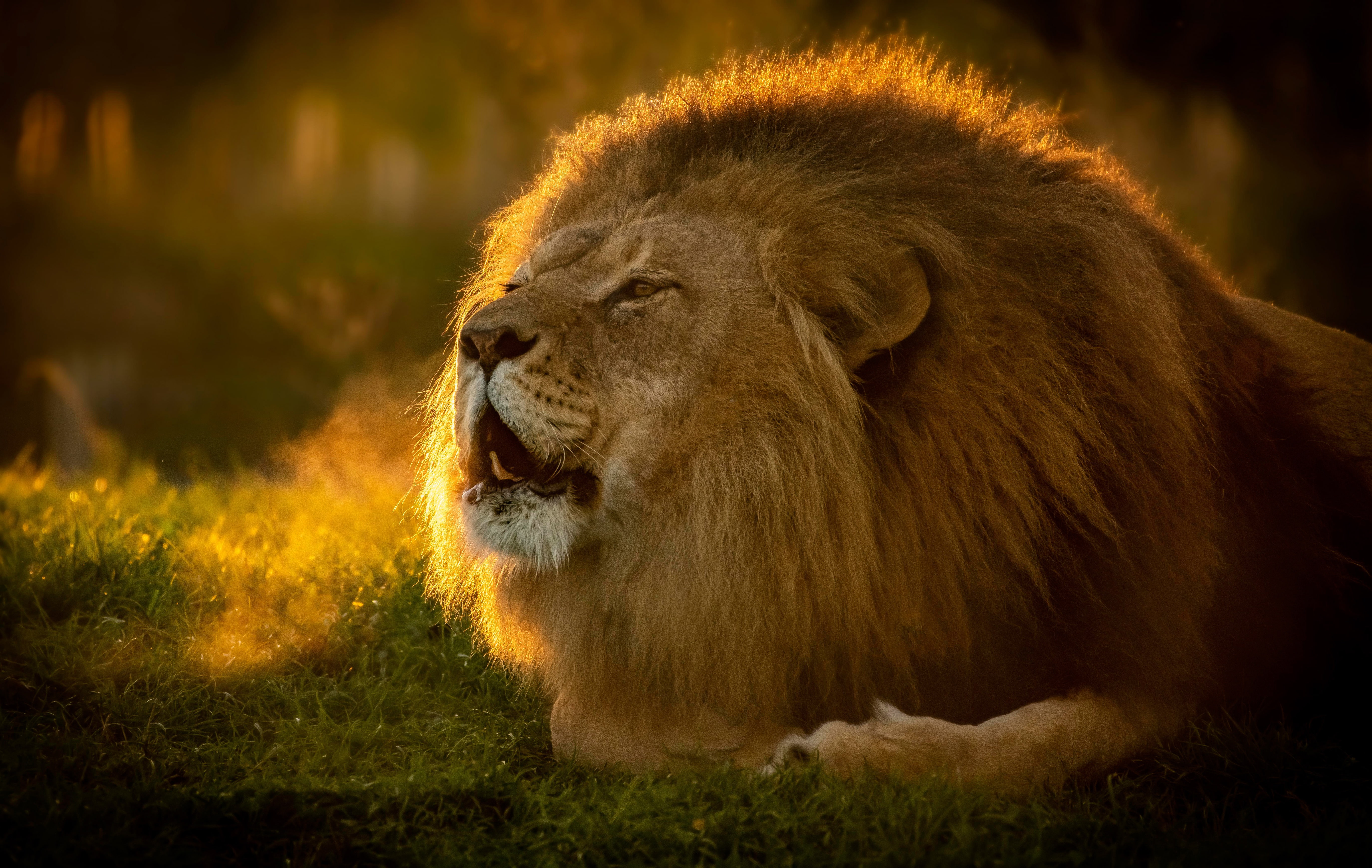 5K, wild cat, the king of beasts, Leo, mane, face, HD Wallpaper