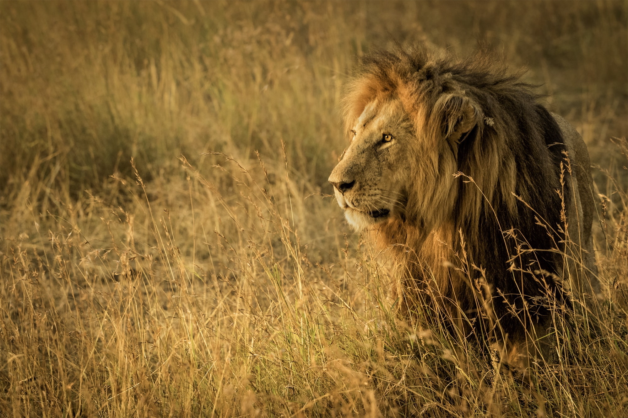 Leo, 1080P, the king of beasts, Tanzania, grass, wild cat, Savannah, Africa, HD Wallpaper