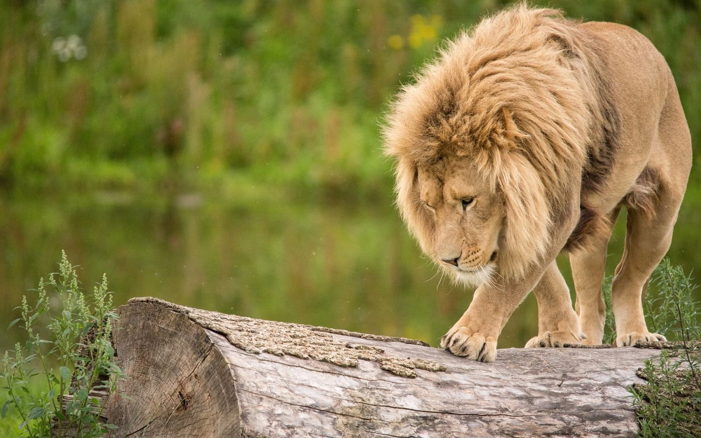 animal themes, wood - material, king, no people, brown, animal wildlife, Lion, Animals, animal, mammal, outdoors, cat, day, big cat, feline, one animal, HD Wallpaper