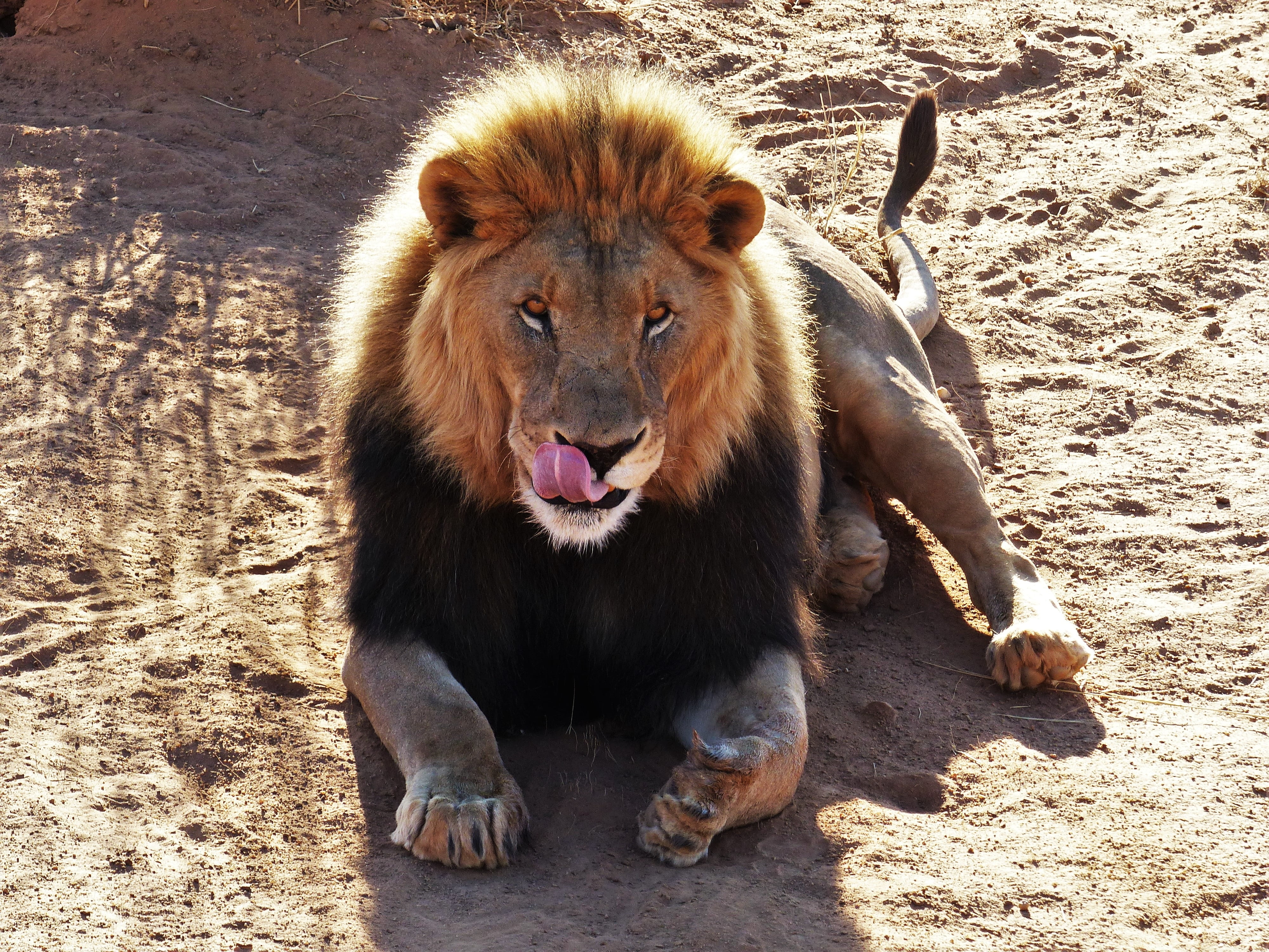 reclining, outdoors, dangerous, mane, feline, etosha, wild, cat, wildlife, front view, animal world, predator, roar, one animal, king of the beasts, male, HD Wallpaper