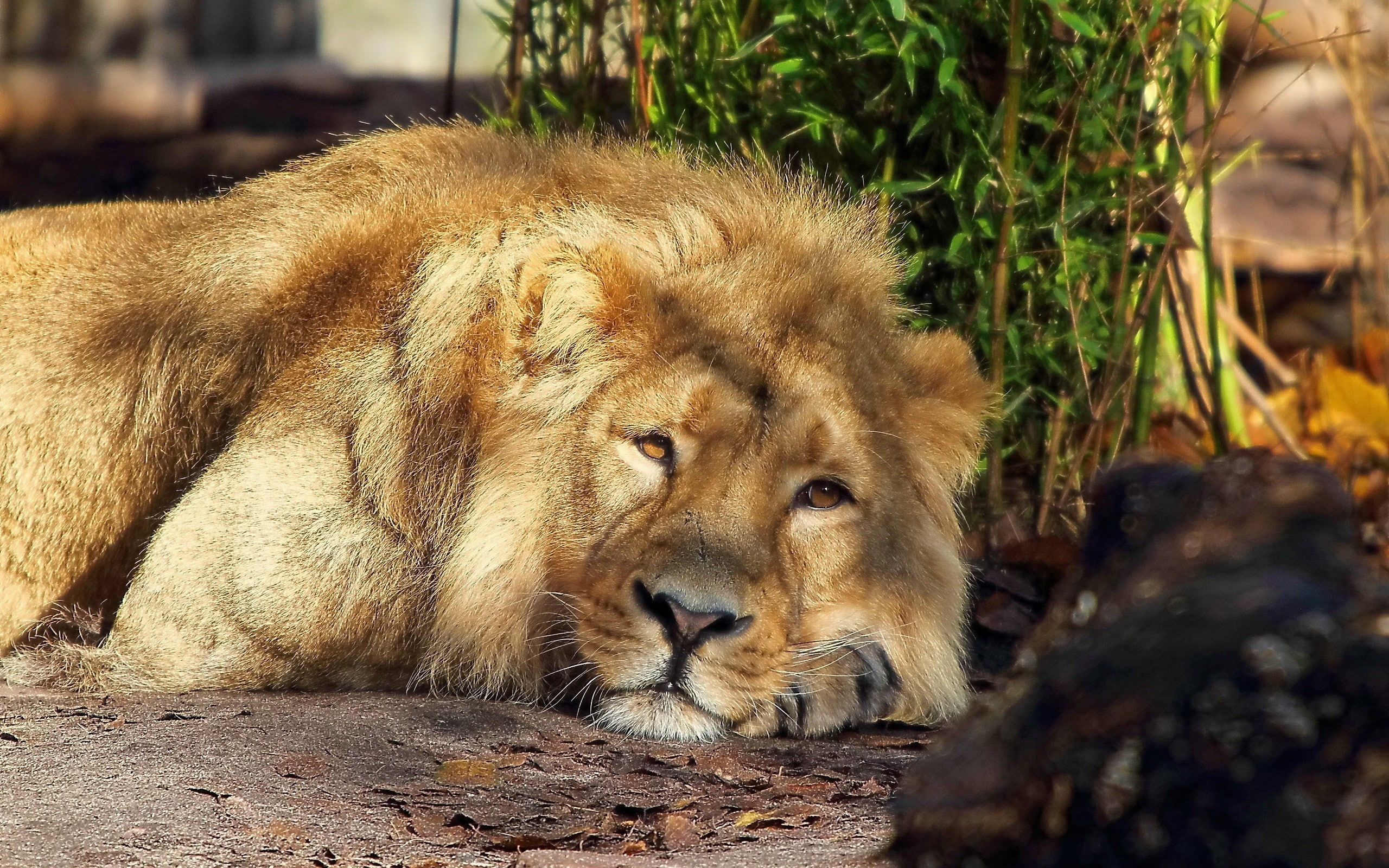 relaxation, carnivora, land, animal head, undomesticated cat, animal themes, no people, Lion, day, cat, animals in the wild, King beasts, domestic animals, HD Wallpaper