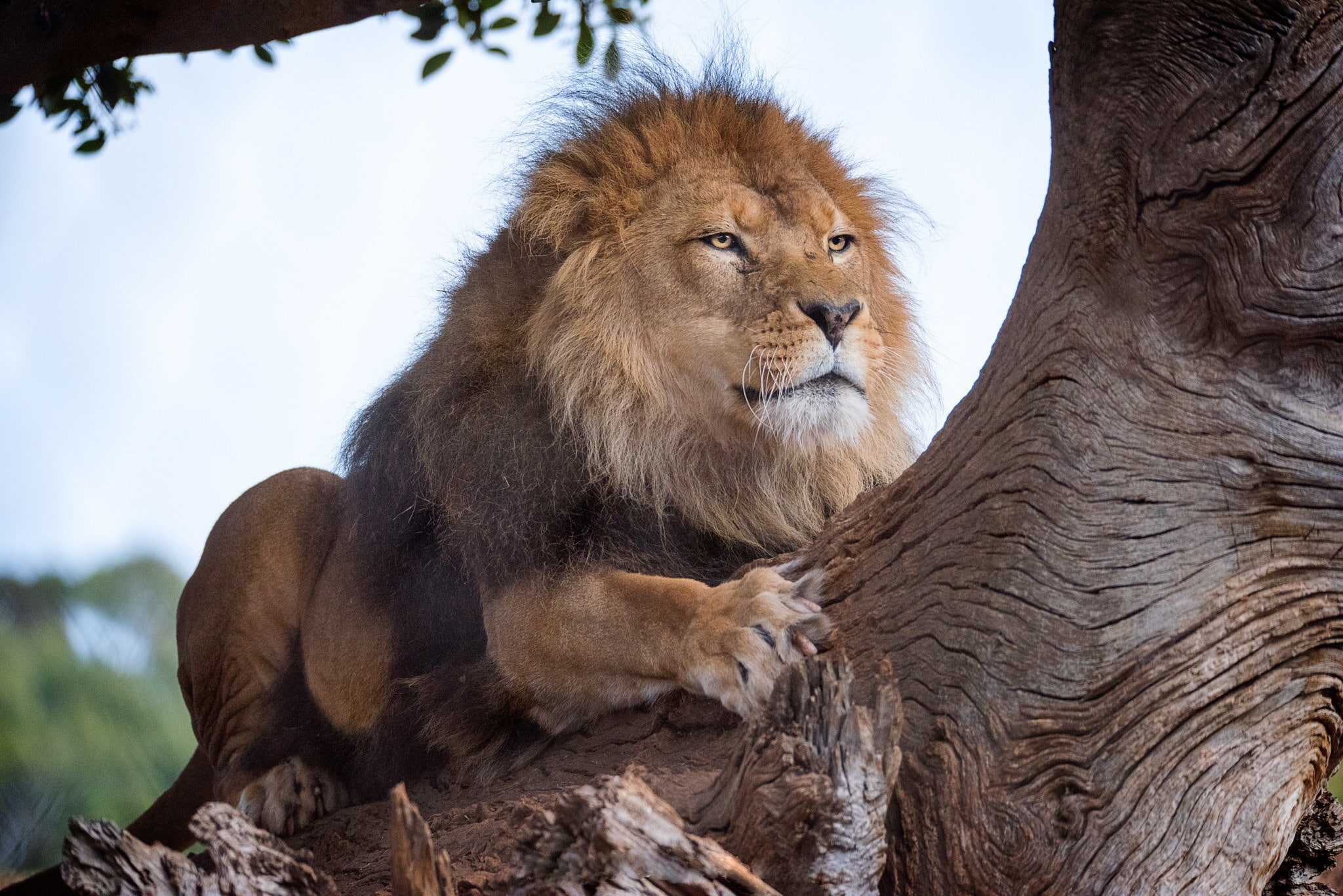 the king of beasts, tree, Leo, 1080P, HD Wallpaper