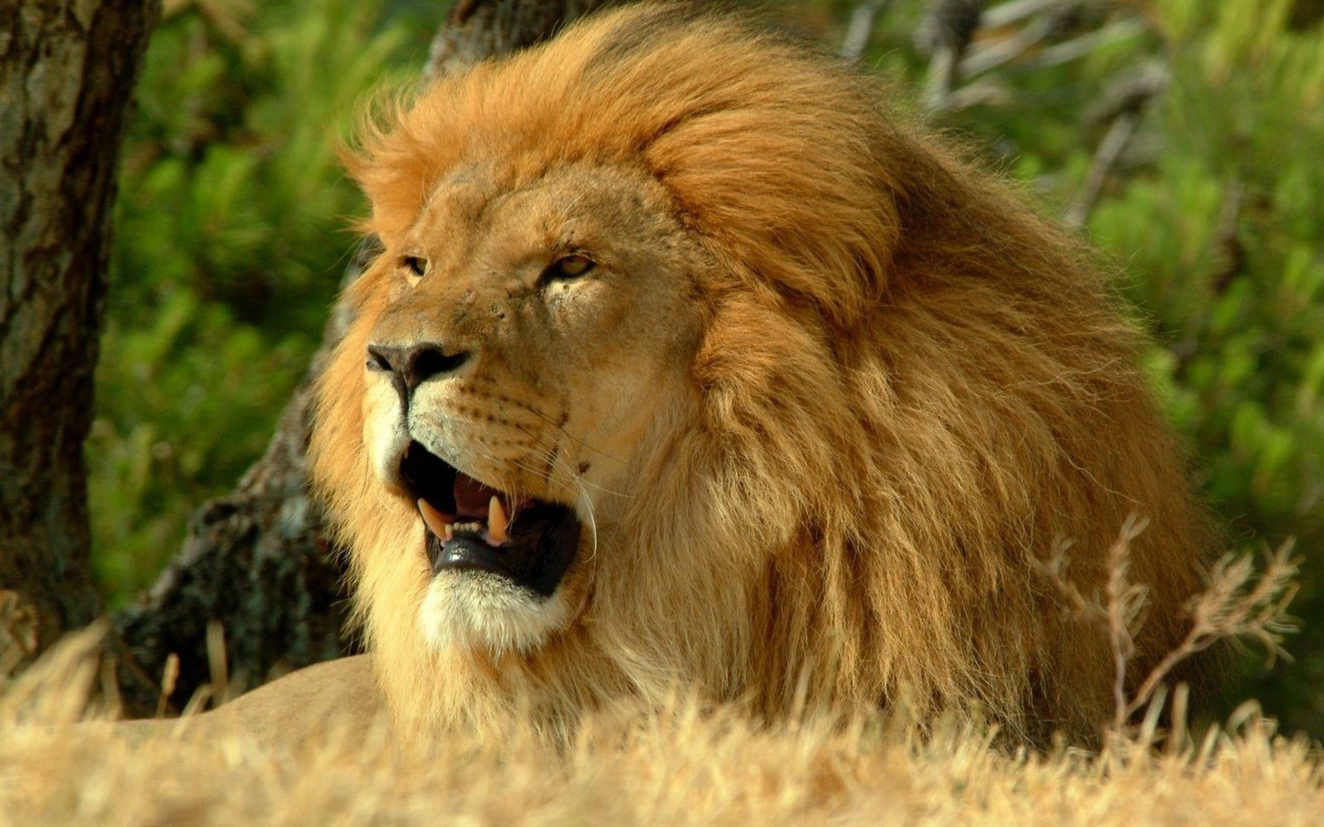lion - feline, no people, animal body part, Grin, Mane, day, one animal, male animal, animal, mammal, vertebrate, roaring, mouth open, 1080P, animal head, HD Wallpaper