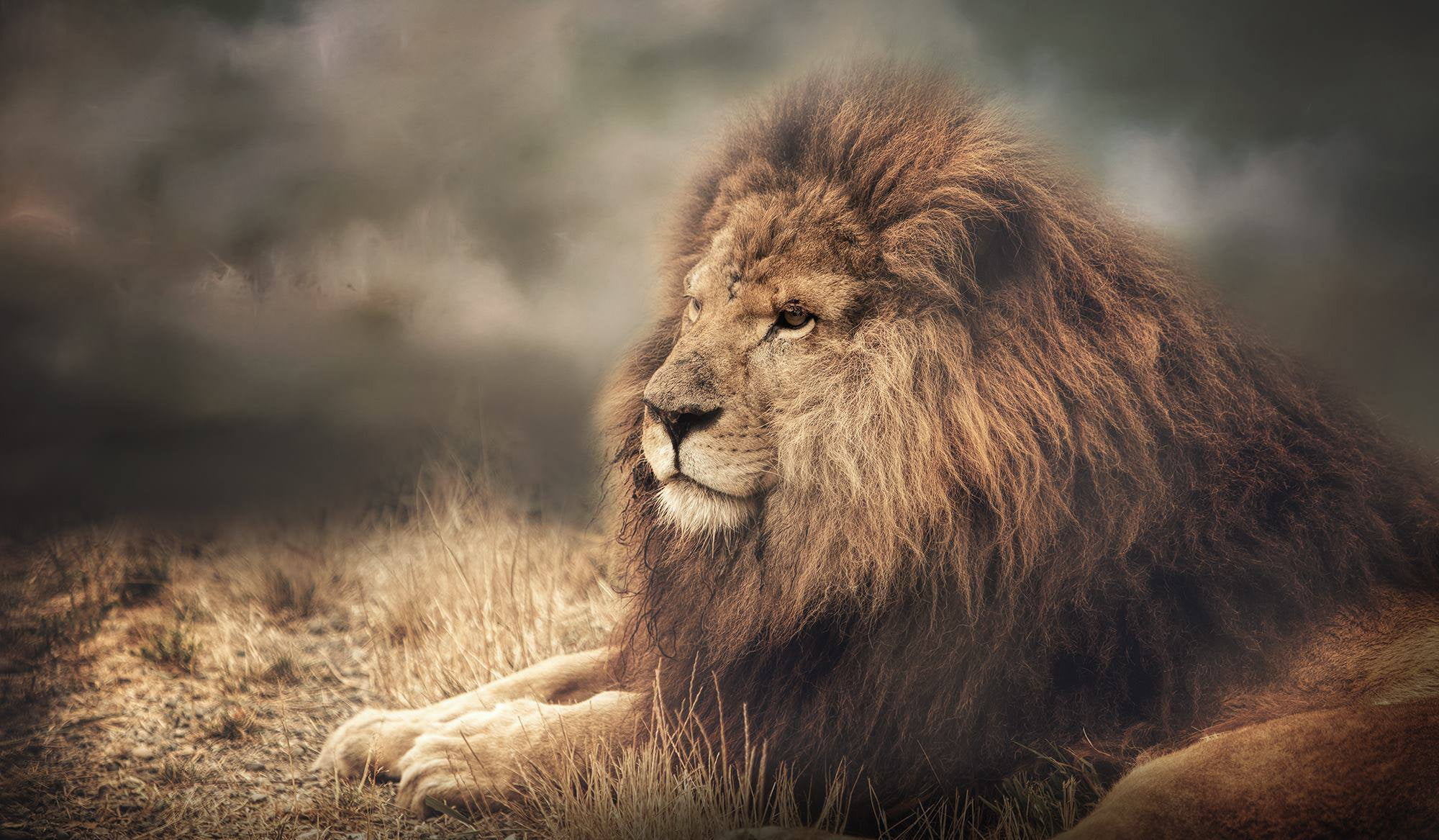 1080P, face, Leo, the king of beasts, portrait, mane, wild cat, HD Wallpaper