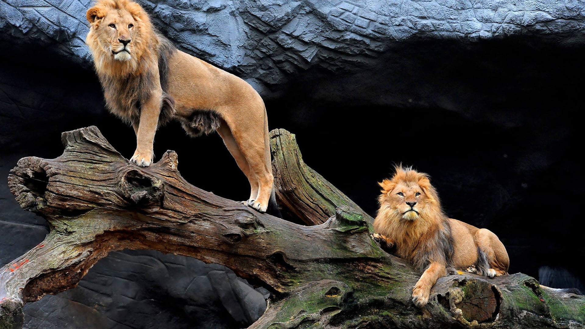 animals, beast, fur, safari, group of animals, 1080P, rock, animals in the wild, dangerous, male, wildlife, feline, animal themes, sitting, african, leo, HD Wallpaper