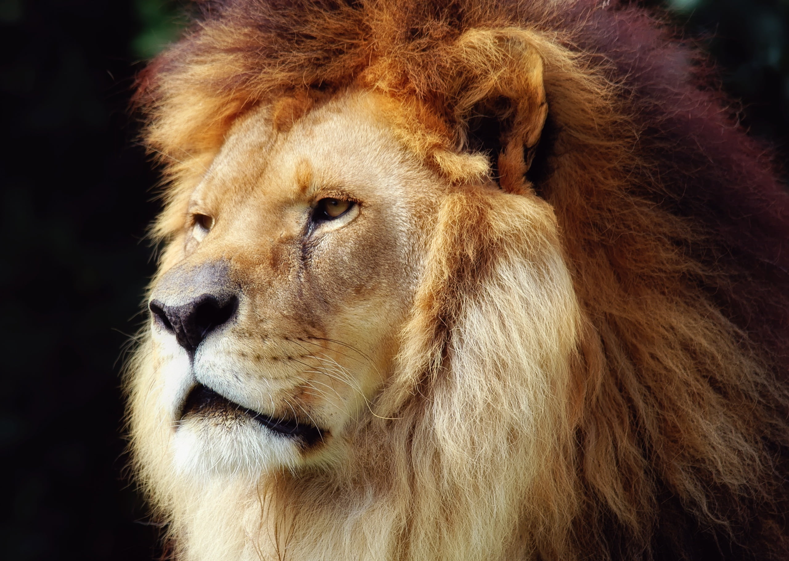 animal, mammal, animal hair, looking away, no people, Leo, focus on foreground, animal head, animals in the wild, the king of beasts, close-up, looking, HD Wallpaper