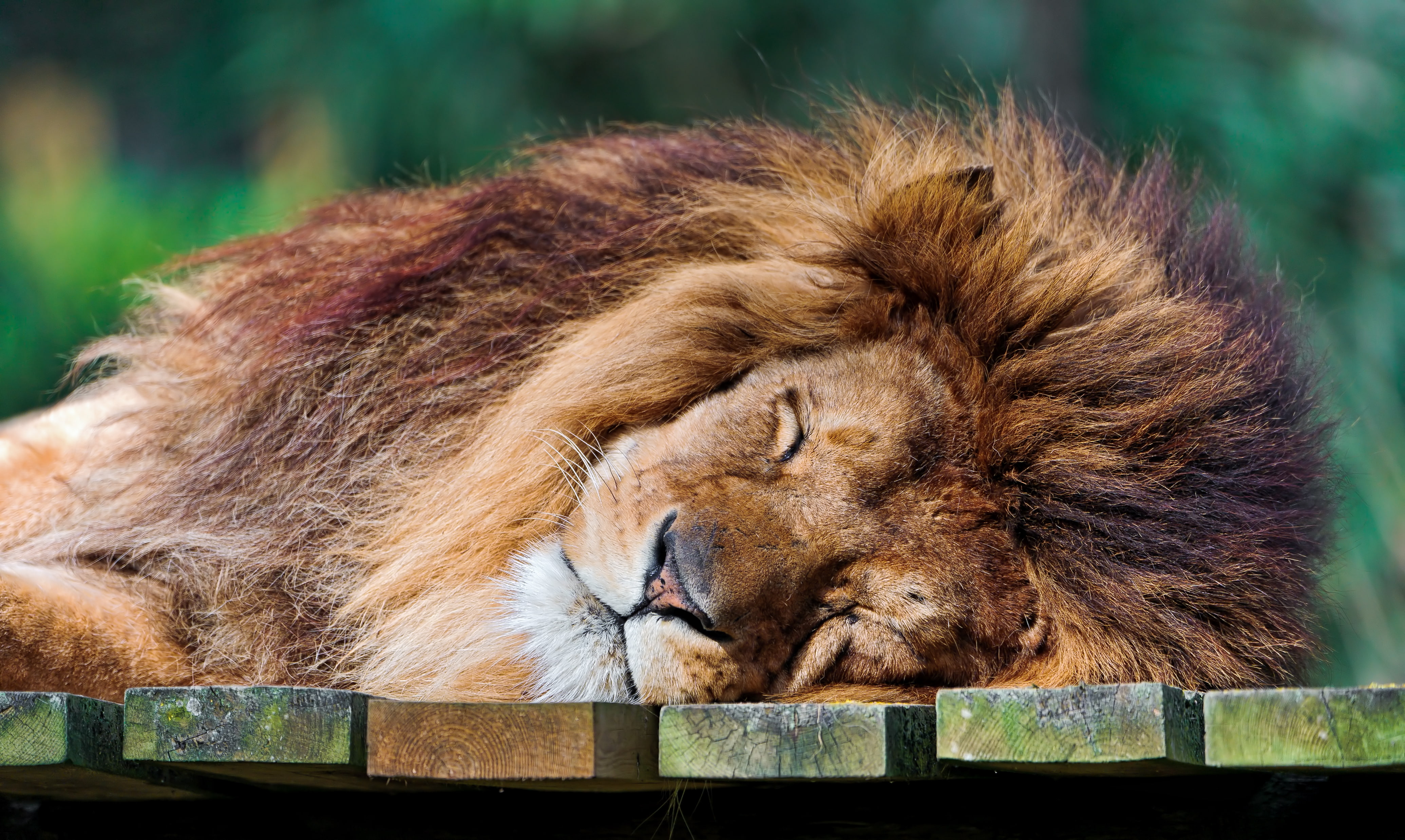 animal head, undomesticated cat, whisker, animal wildlife, animal body part, relaxation, animal themes, adult, no people, big cat, lion - feline, mammal, HD Wallpaper