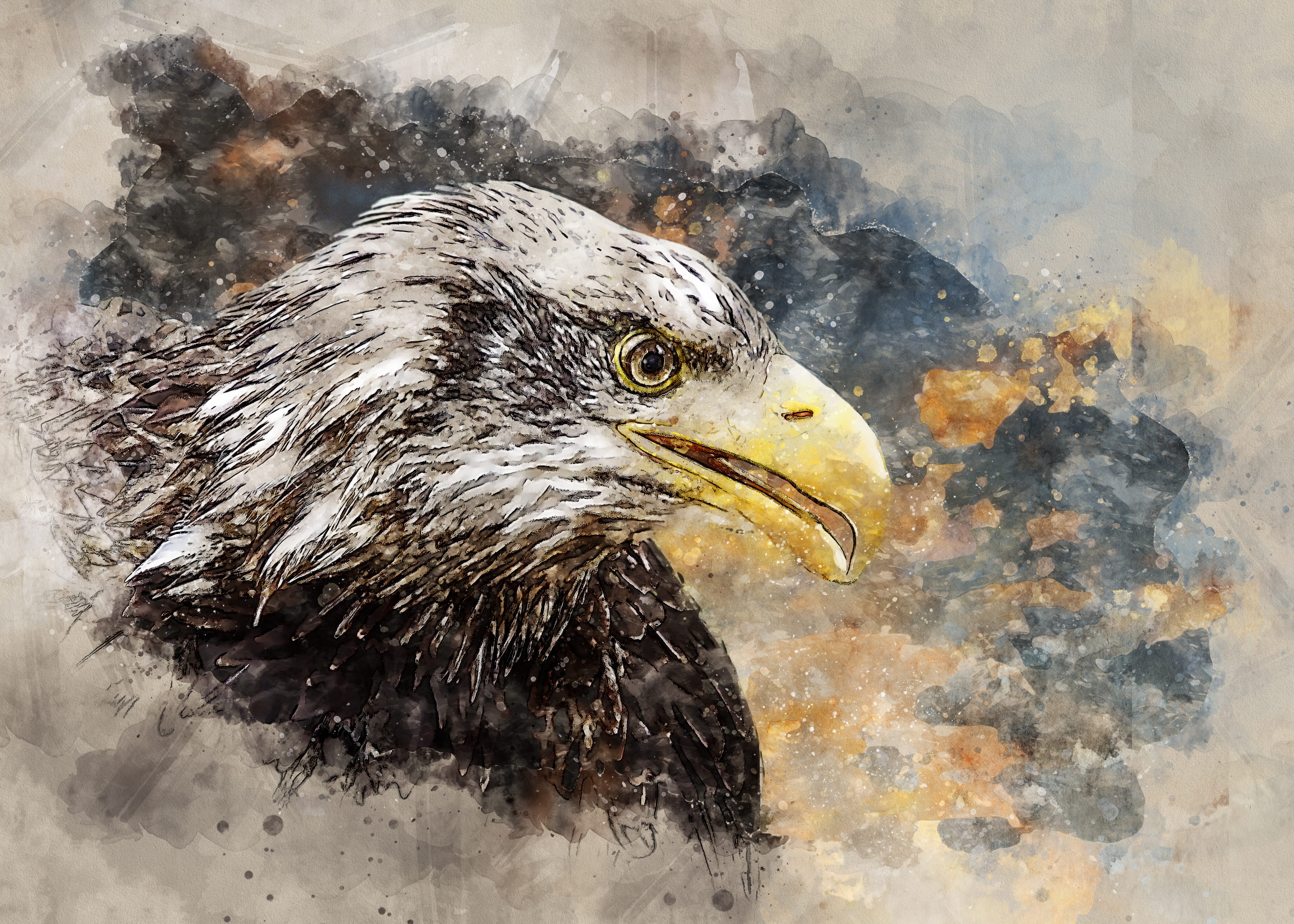 eagle, bird, animal themes, nature, animal, coat of arms of bird, bird of prey, animals in the wild, animal portrait, beak, birds eye view, close-up, outdoors, HD Wallpaper
