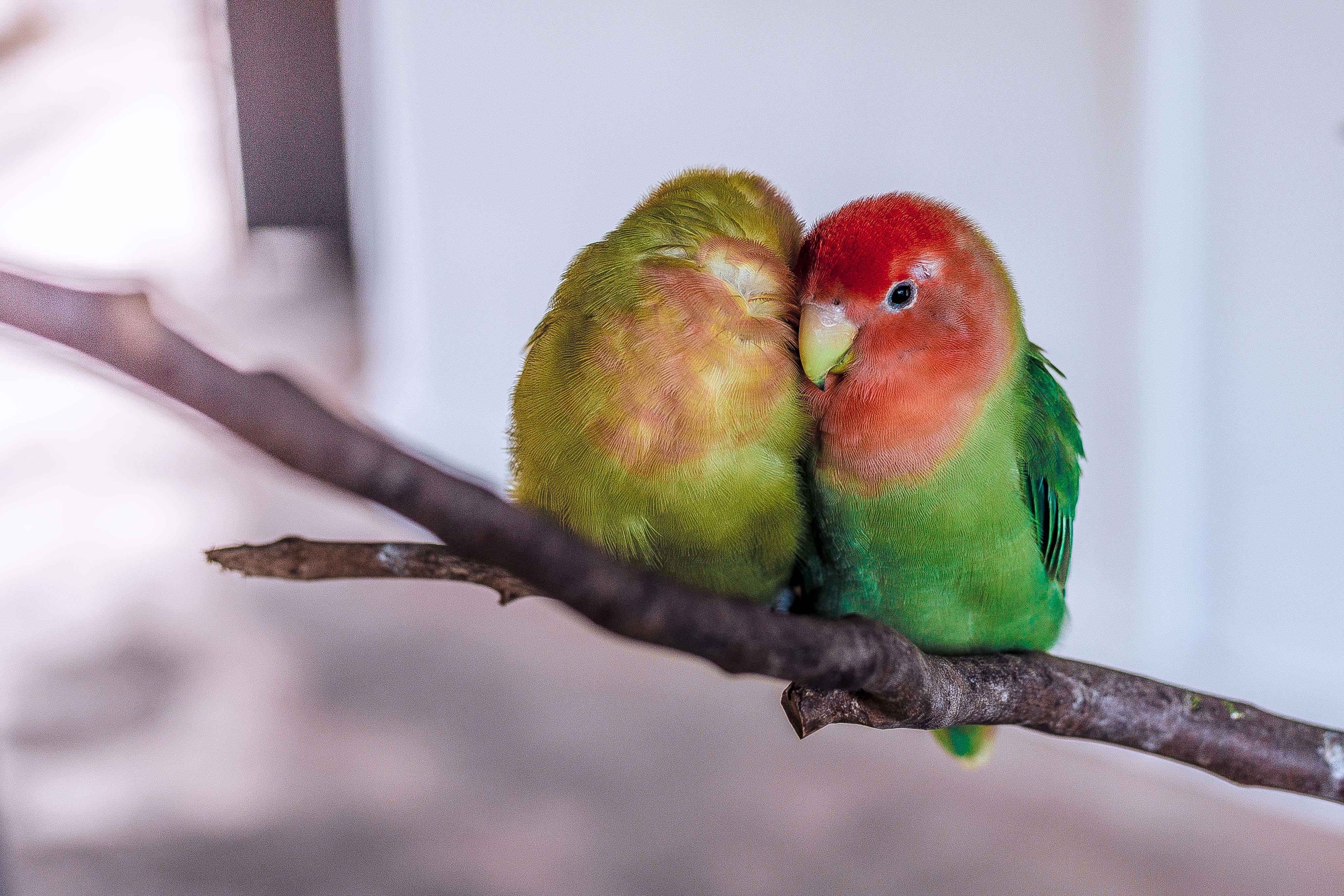 branch, lovebird, perching, day, parakeet, animal themes, couple, faced, colorful, nature, snuggling, plant, animal wildlife, two animals, feather, tree, HD Wallpaper