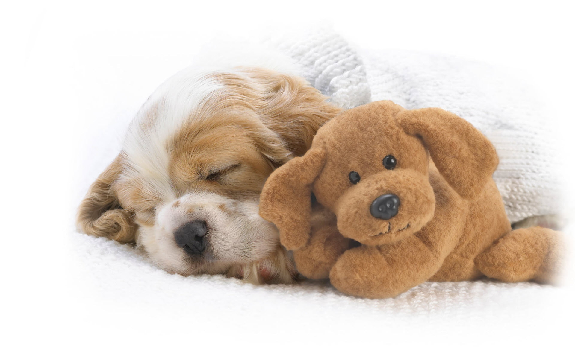 snoozing, snuggles, with, 1080P, HD Wallpaper