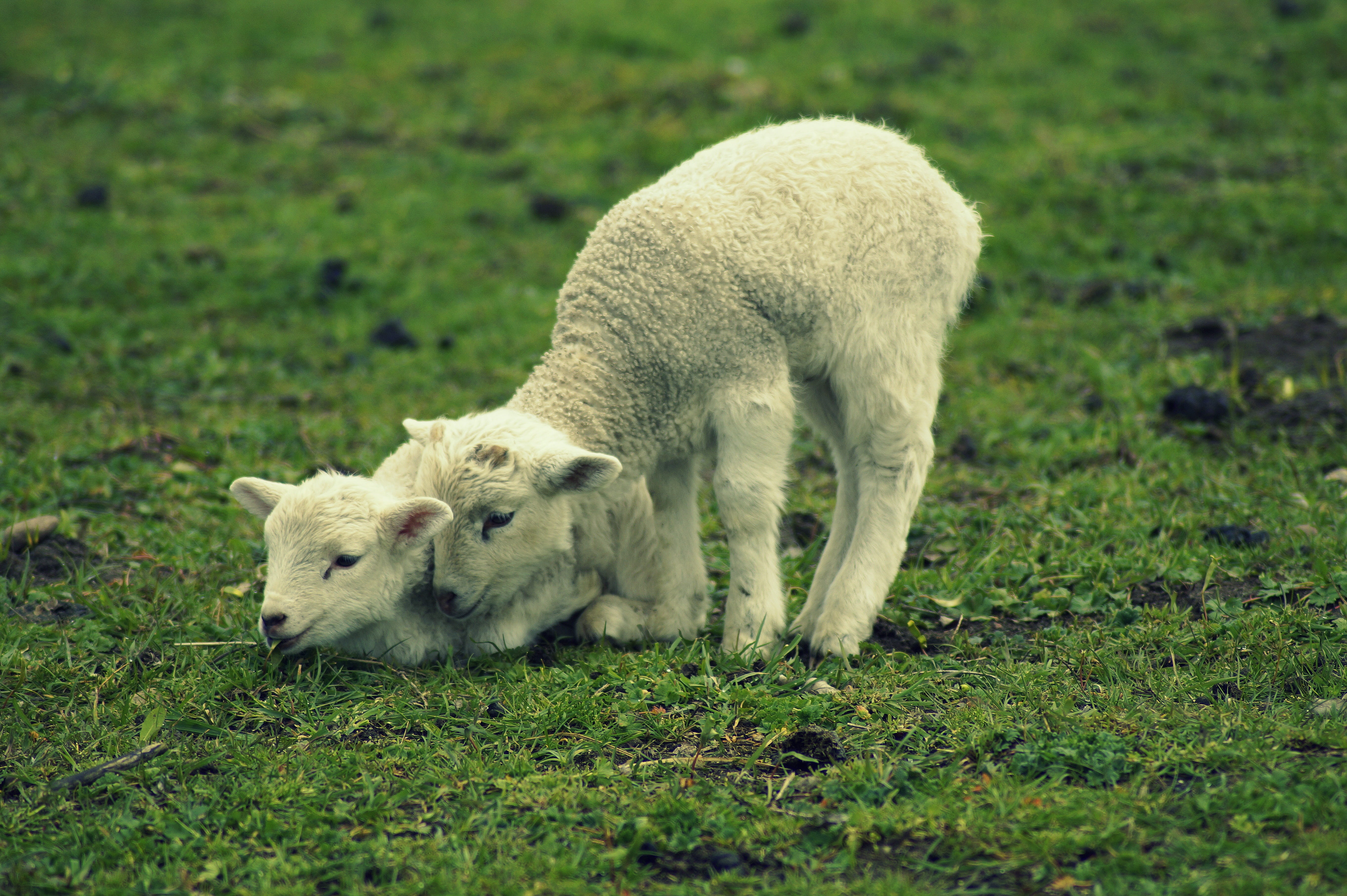 easter, domestic animals, field, curious, lamb, grazing, easter lamb, two, nature, land, snuggle, animal children, sweet, green color, plant, twins, together, HD Wallpaper