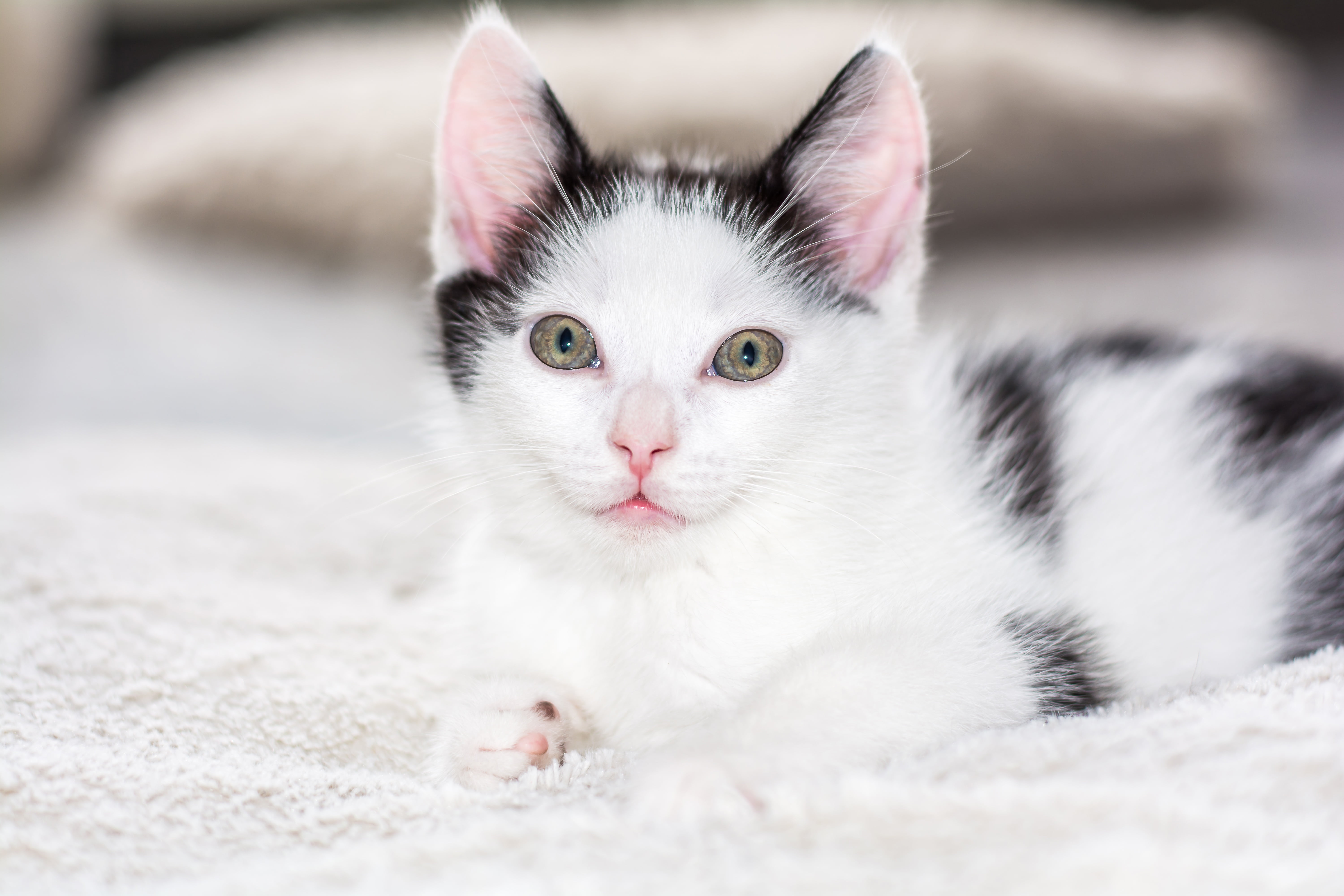 charming, cat, baby, black, attention, beautiful, dear, cat family, white color, relaxation, domestic, mammal, snuggle, whisker, close-up, baby cat, portrait, HD Wallpaper