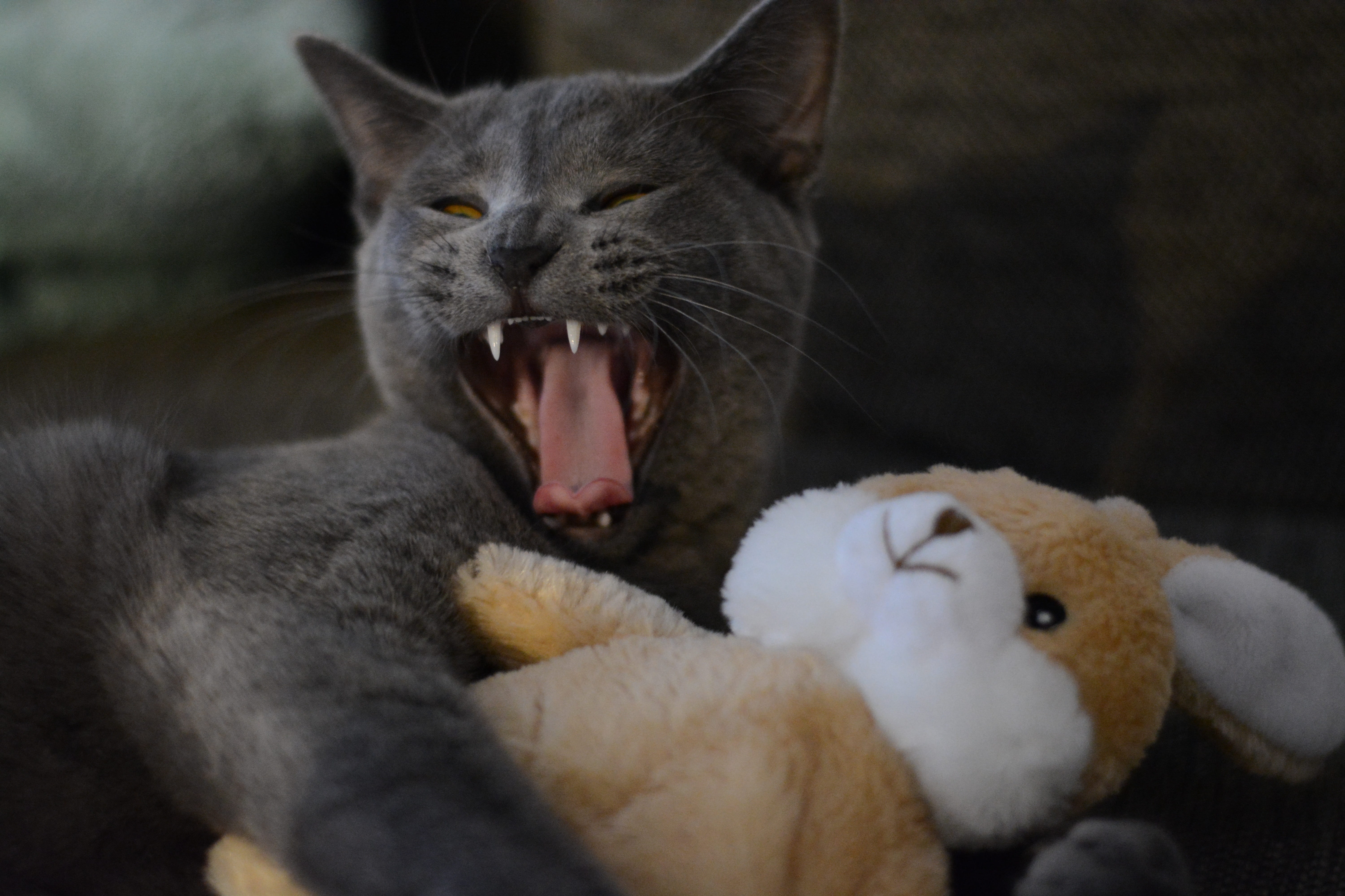 baby cat, dear, indoors, yawning, cute, plush, domestic cat, fur, mieze, snuggle, 5K, kitten, no people, pet, sweet, cats eyes, mouth, animal body part, HD Wallpaper