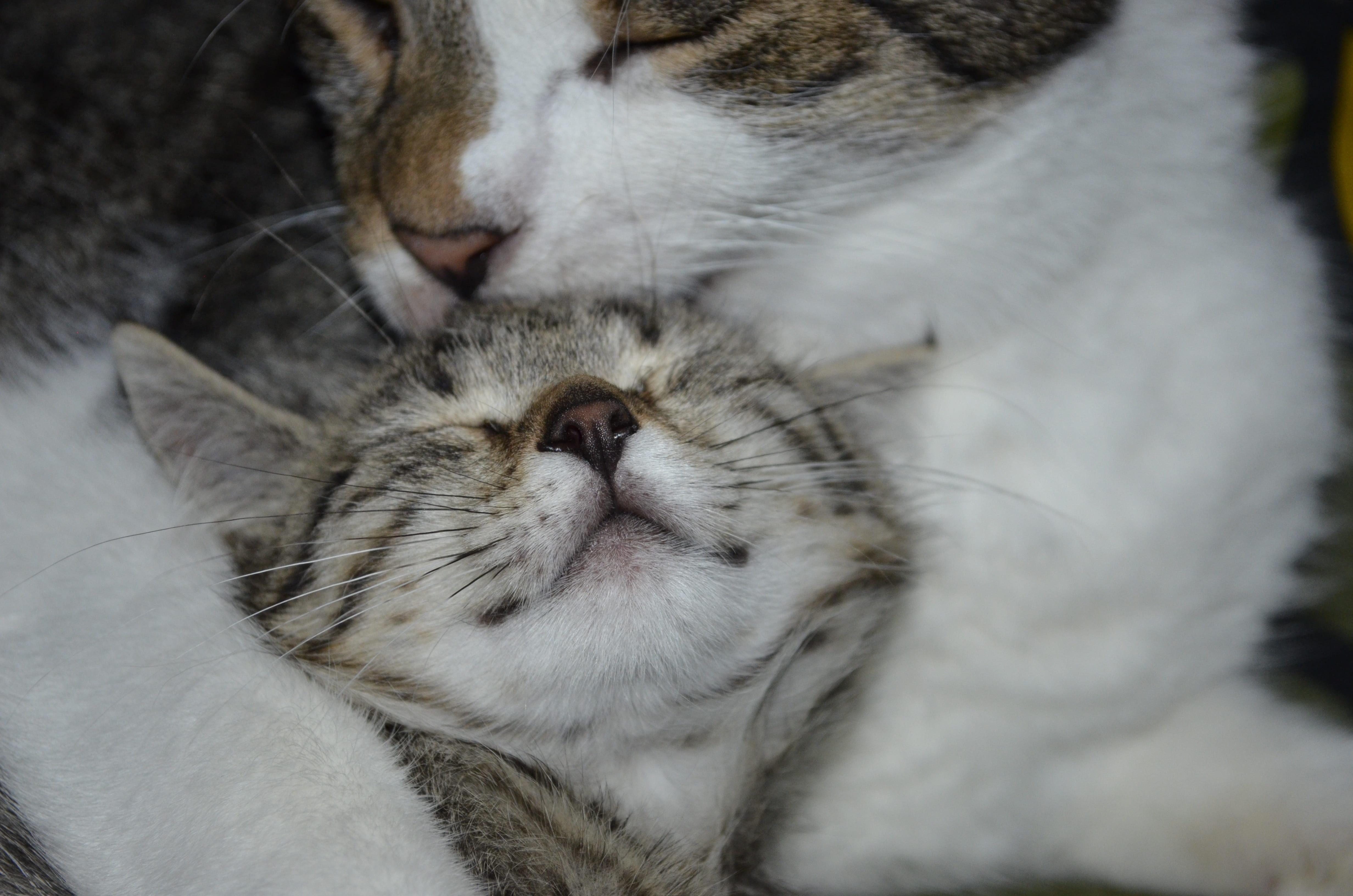 domestic cat, one animal, animal, tabby, no people, cat, friends, mother, indoors, domestic, animal nose, domestic animals, sleeping, child, motherly love, HD Wallpaper