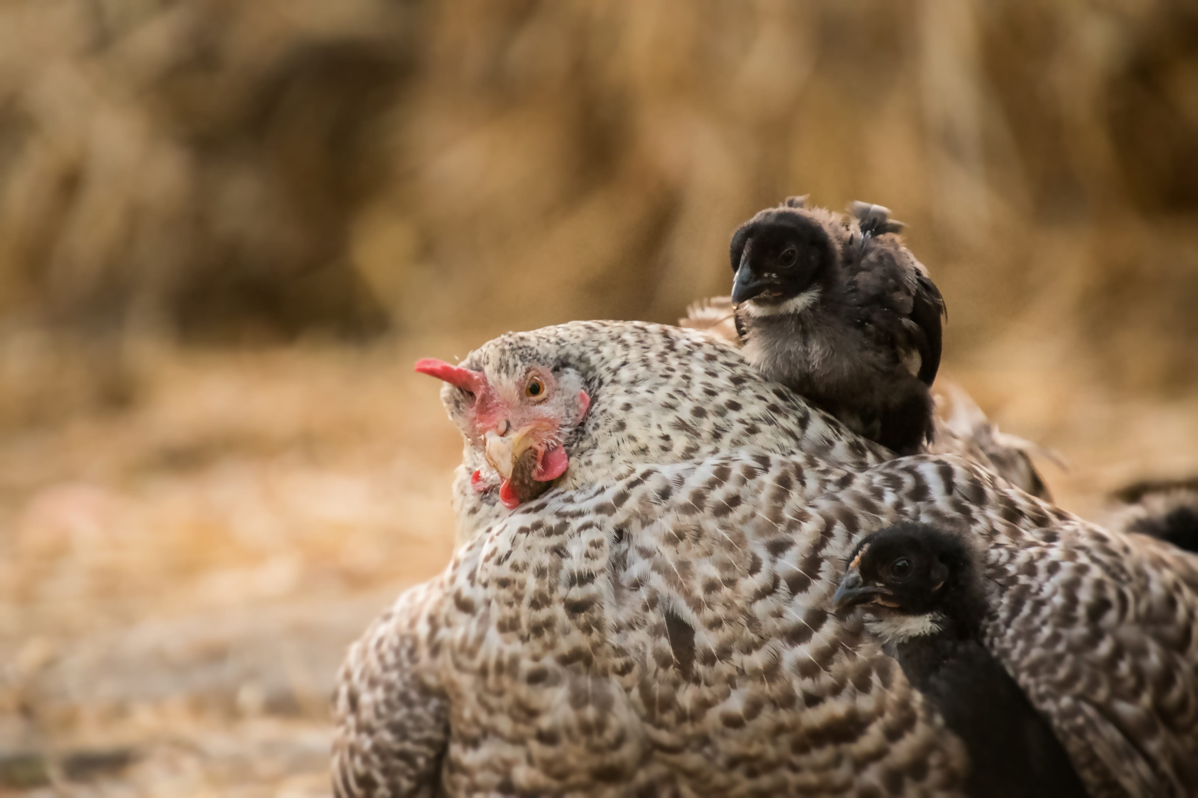 fluff, animals in the wild, protection, vertebrate, snuggle, animal body part, mouth open, two animals, focus on foreground, young animal, protect, chicken, HD Wallpaper