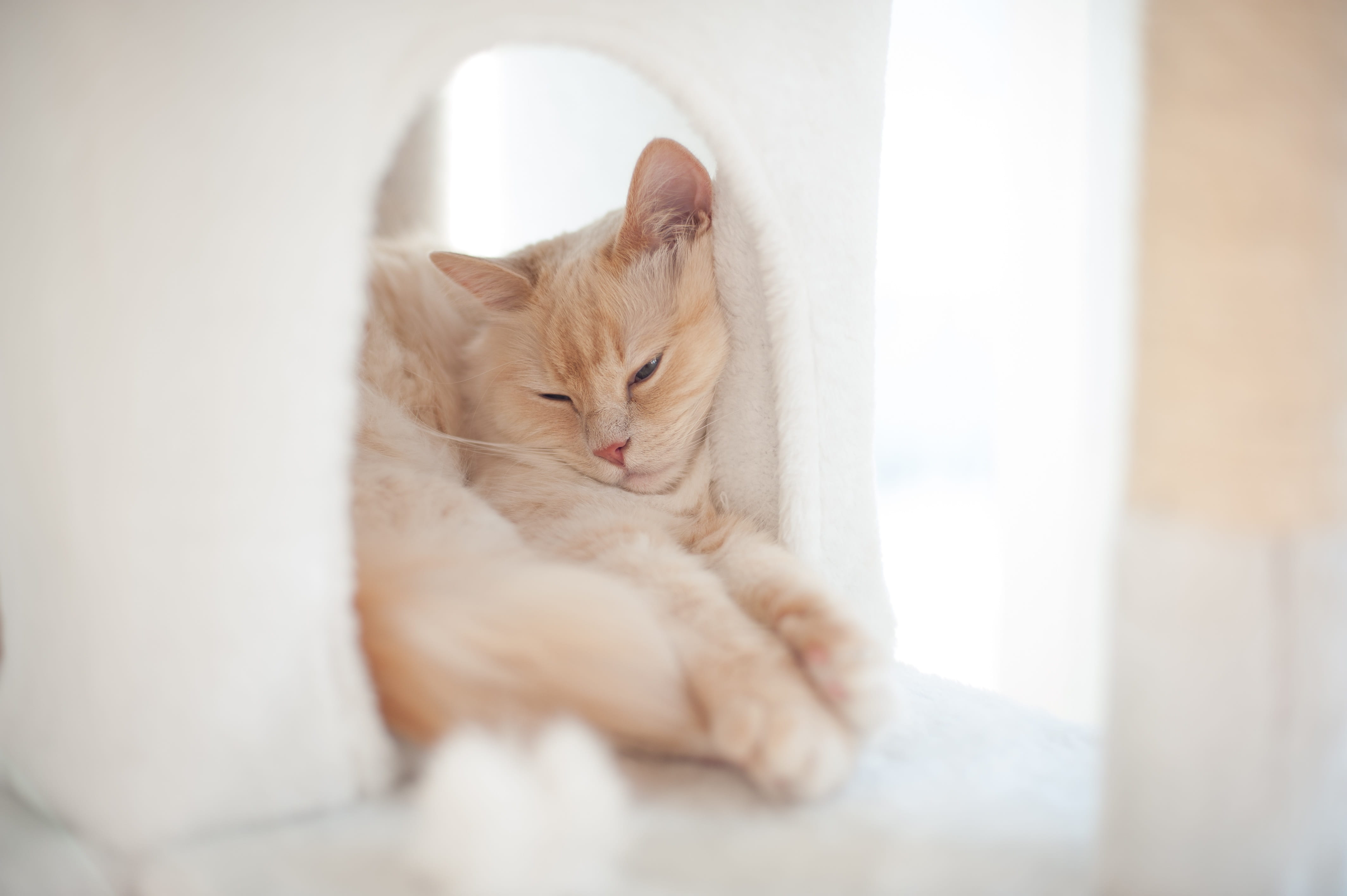 relaxation, young cat, 4K, portrait, mieze, resting, feline, kitten, cat, young, domestic cat, day, pets, eyes closed, cute, ginger cat, no people, indoors, HD Wallpaper