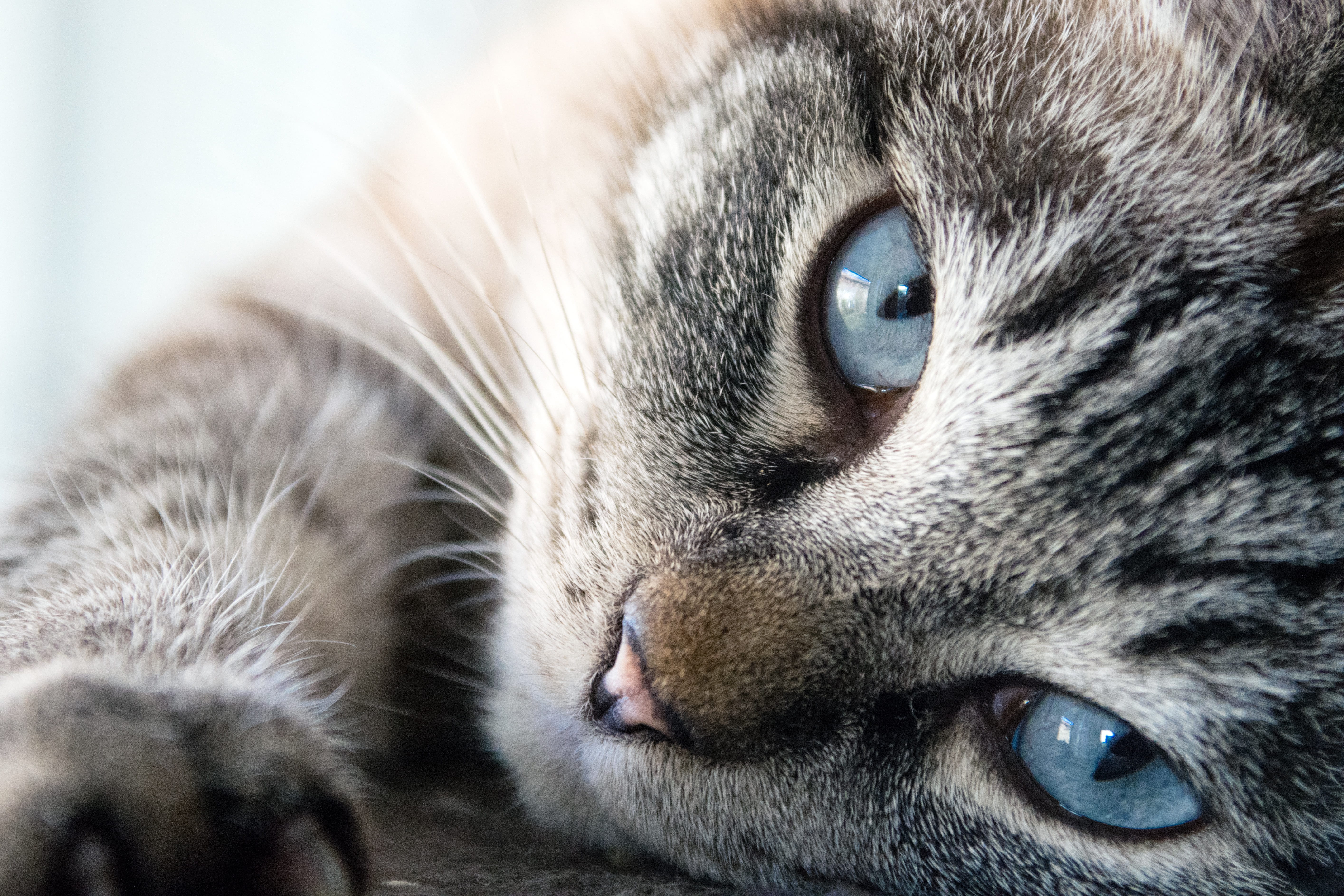 domestic animals, cat, cute, eye, white, close-up, animal themes, silver, burma, domestic cat, animal eye, portrait, black, looking at camera, lazing around, HD Wallpaper