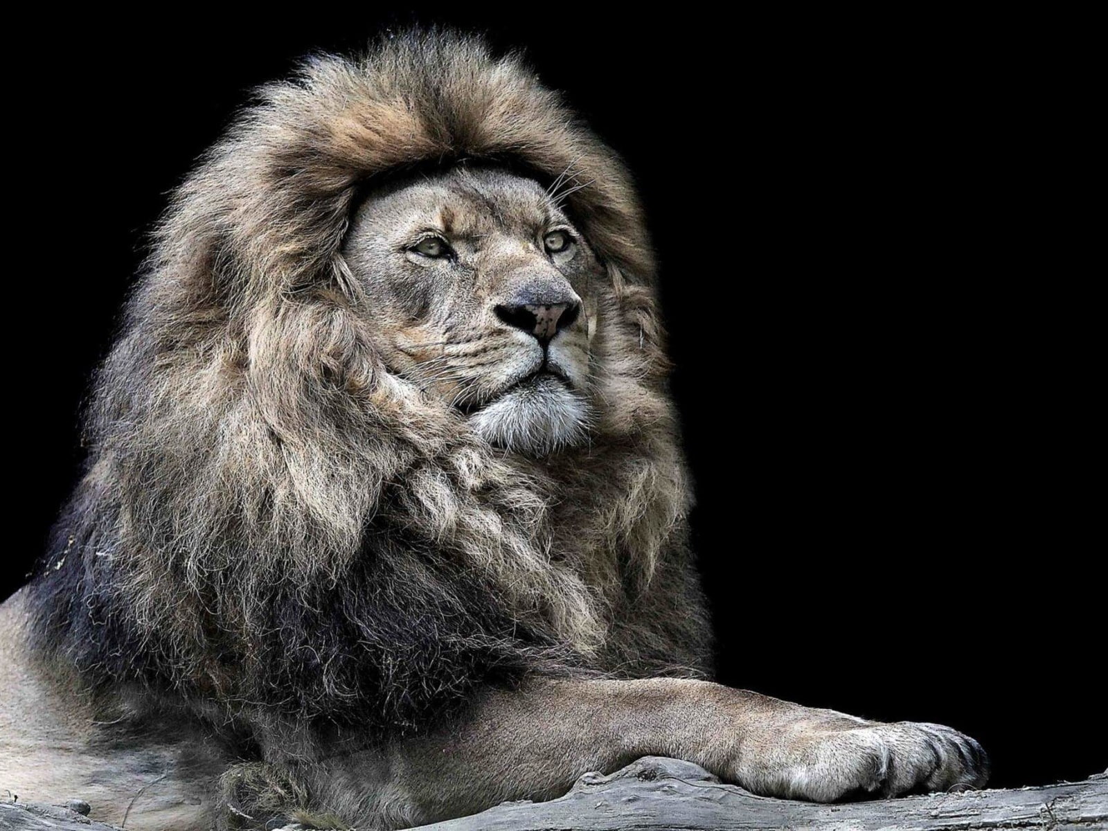 lion, leo, 720P, old, experience, man, HD Wallpaper