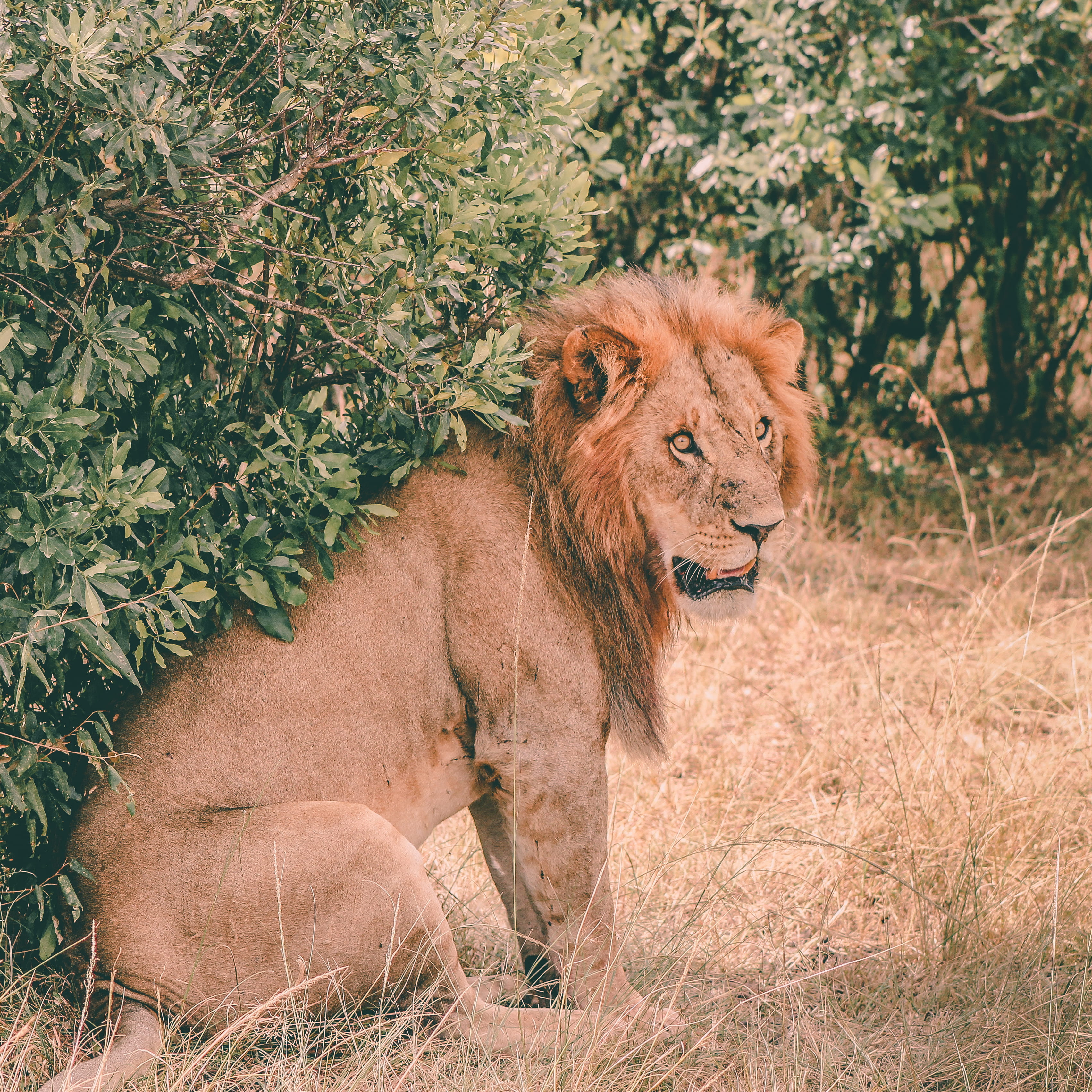 no people, vertebrate, day, animal themes, beside, animals in the wild, outdoors, lion, lion - feline, grass, nature, animal wildlife, pets, tree, land, Phone HD Wallpaper