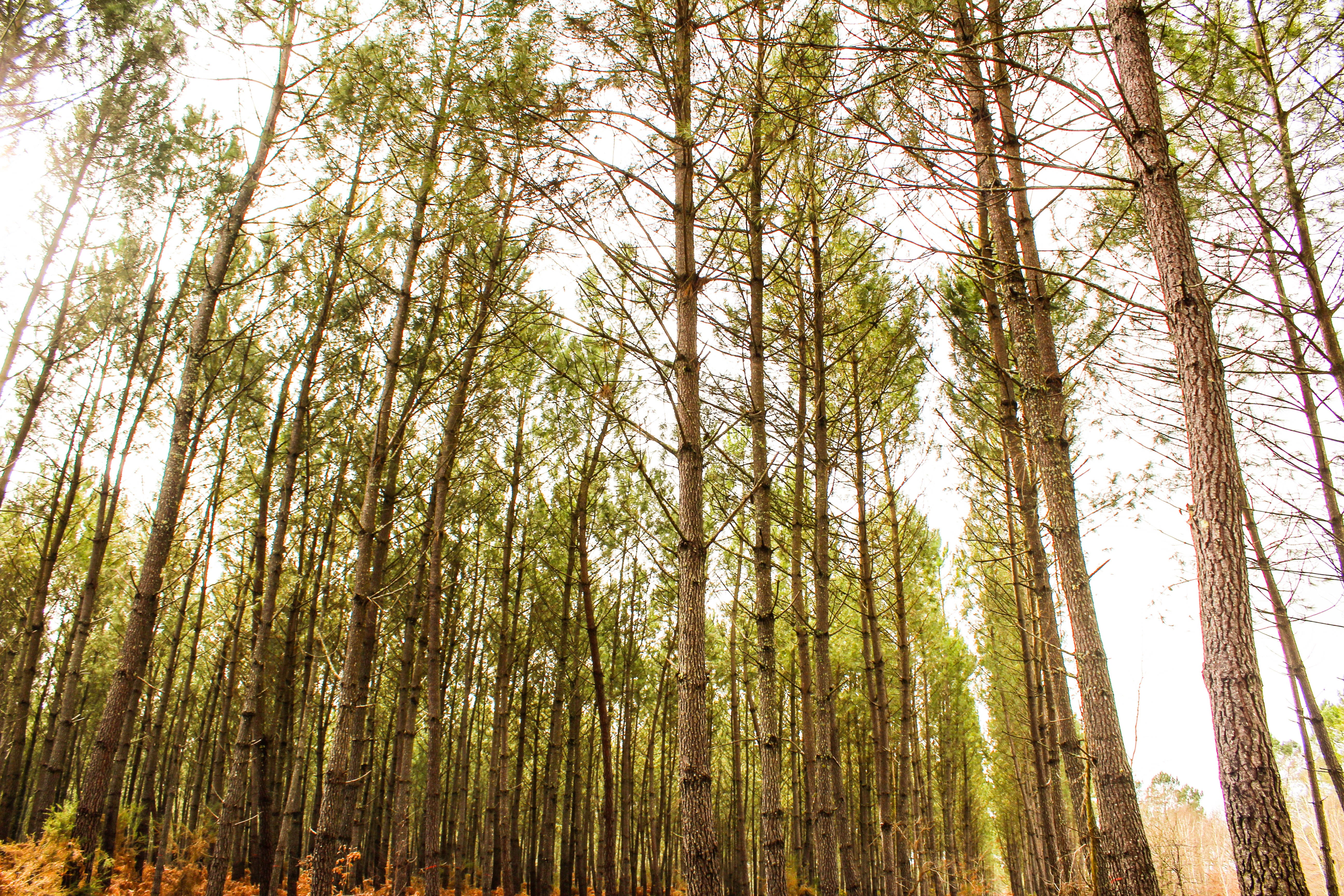 pine woodland, bamboo - plant, coniferous tree, growth, trunk, morning, mystical, bamboo grove, beauty in nature, no people, environment, tree canopy, scenics - nature, HD Wallpaper