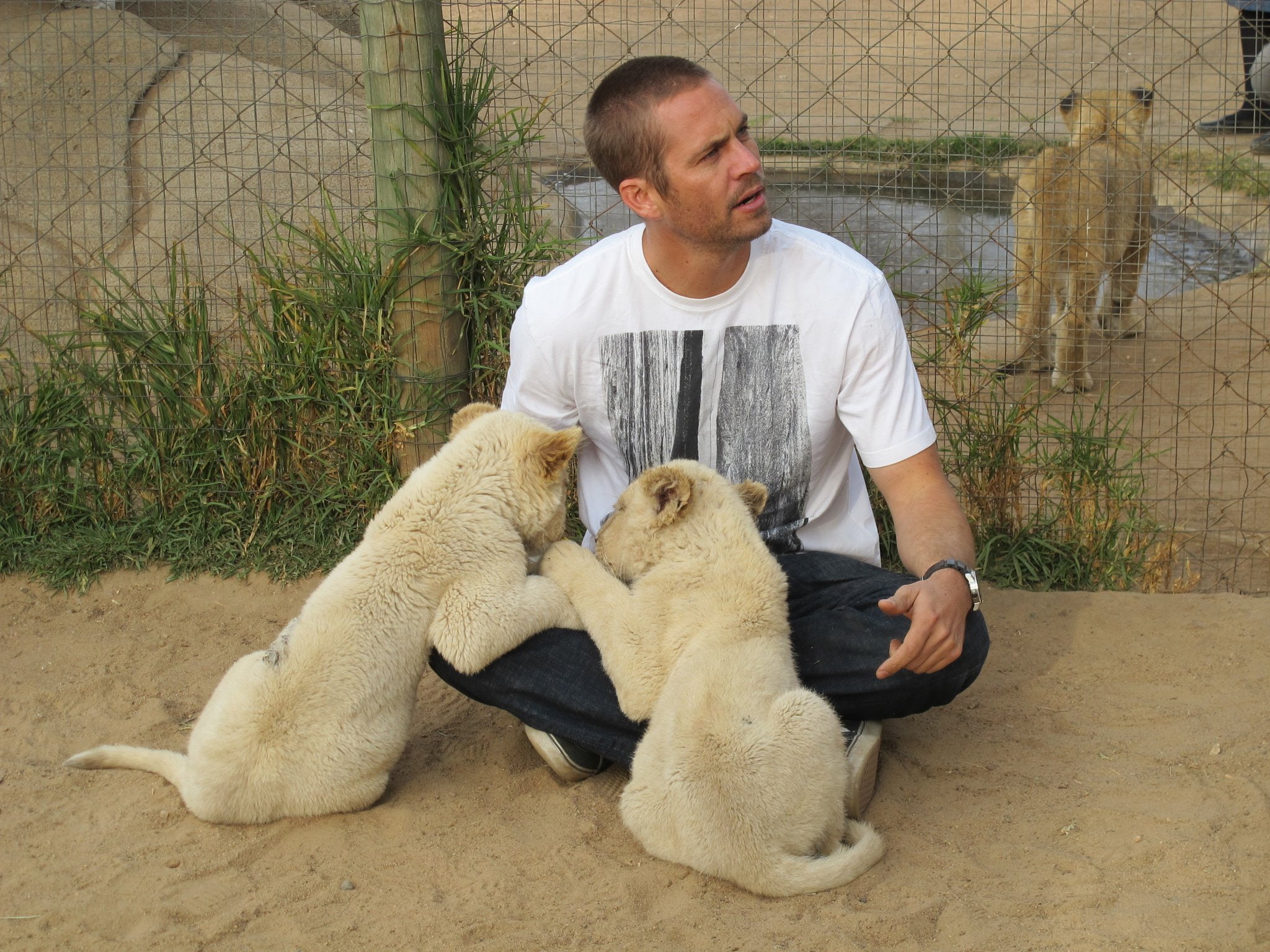 walker, 1080P, lion, man, cubs, paul, HD Wallpaper