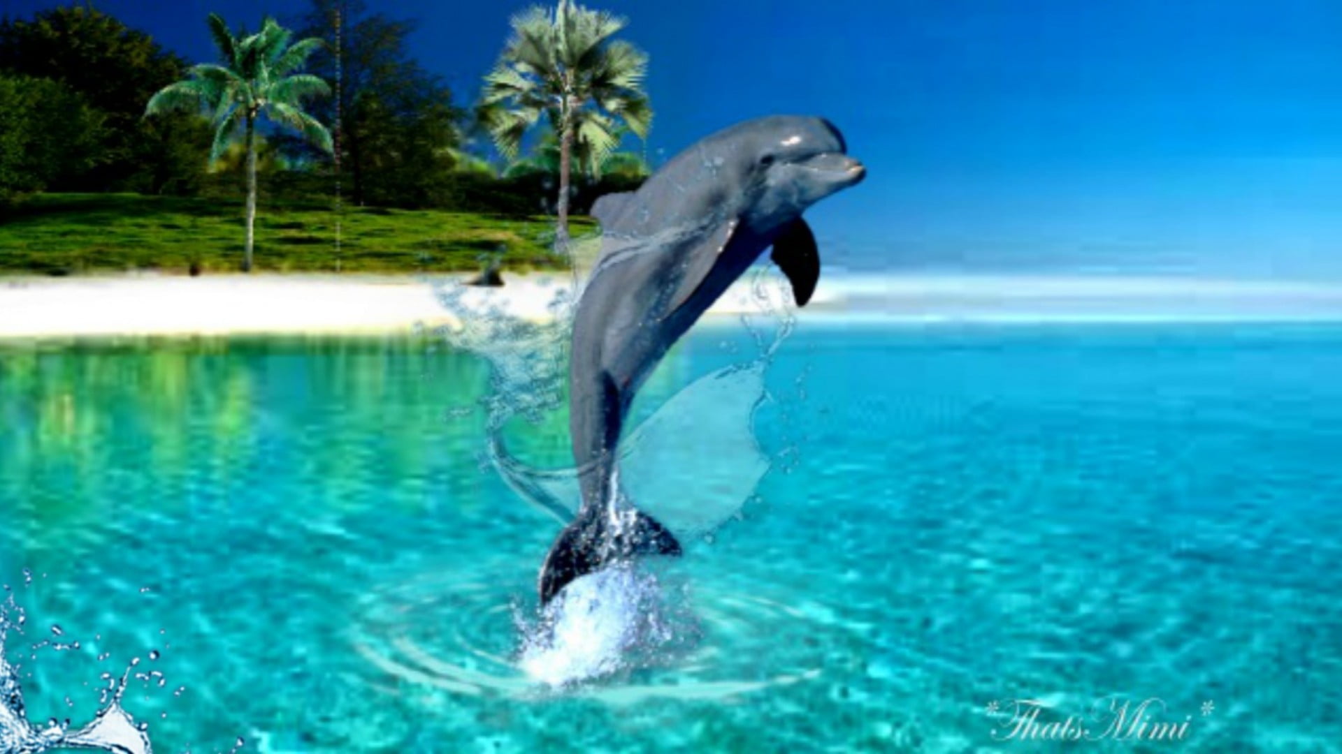 full length, sky, summer, ocean, blue, motion, outside, splashing, vertebrate, beach, vacation, water, animal wildlife, outdoor, day, sea lion, nature, HD Wallpaper