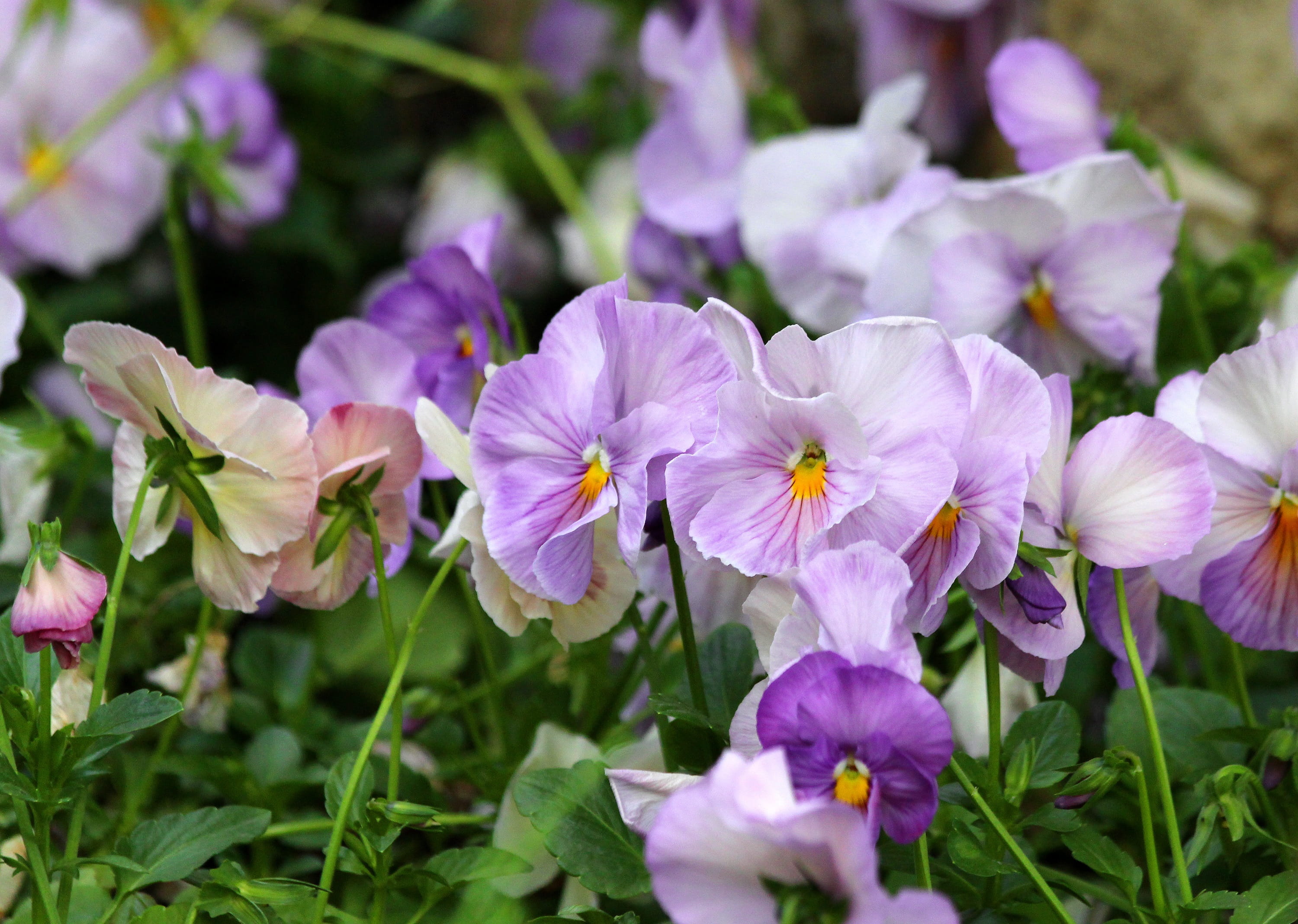 closeup, botany, vulnerability, freshness, plants, outdoors, nature, flowers, hearts delight, day, colorful, close-up, flowerbed, bloom, pansies, plant, HD Wallpaper