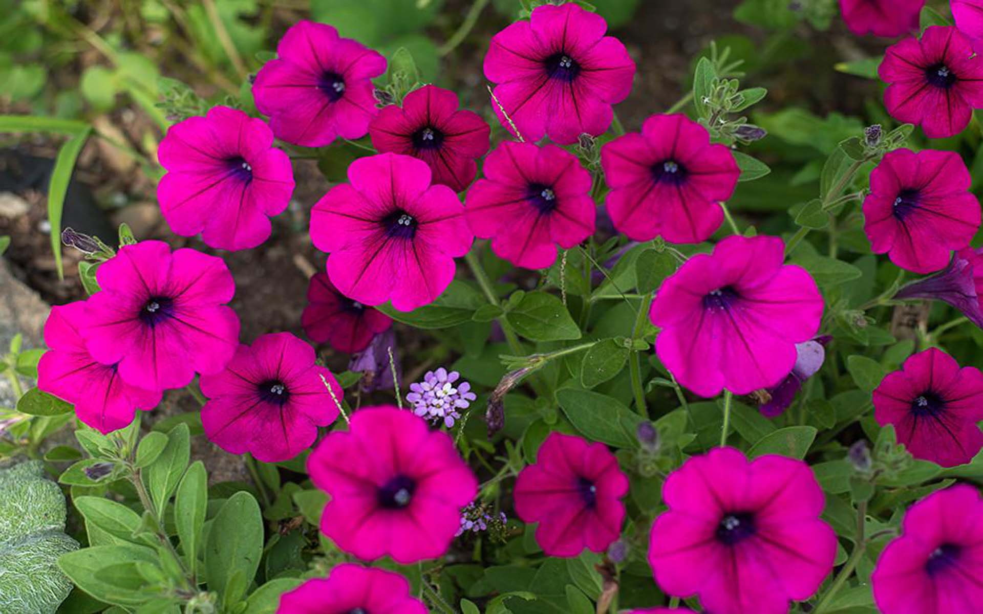 pink, summer, tickled, flowers, throughout, petunia, grows, 1080P, HD Wallpaper
