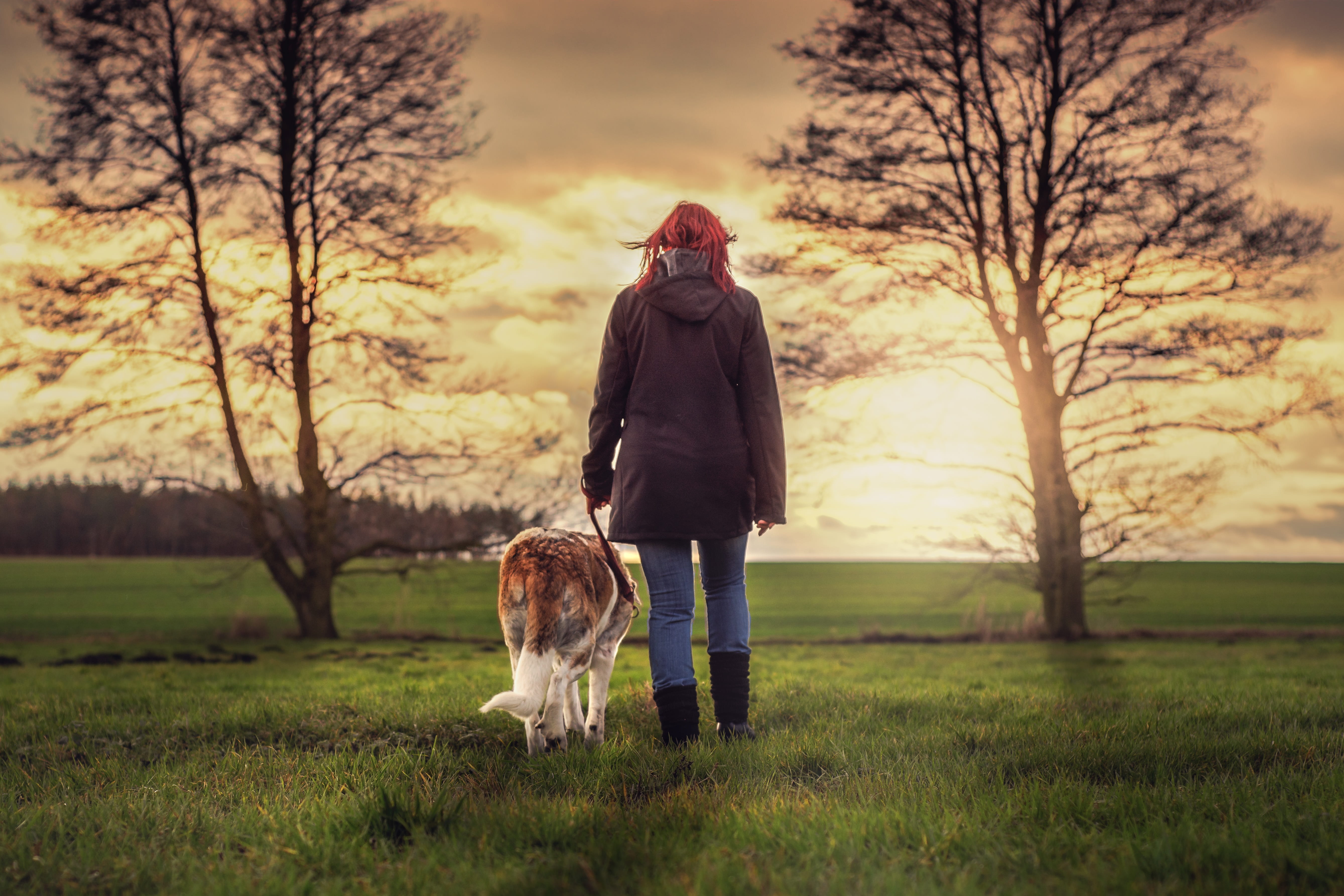 tree, walking, sunset, vertebrate, animal, camaraderie, walk, canine, bernard, real people, grasses, one animal, human, landscape, jacket, grass, white, HD Wallpaper