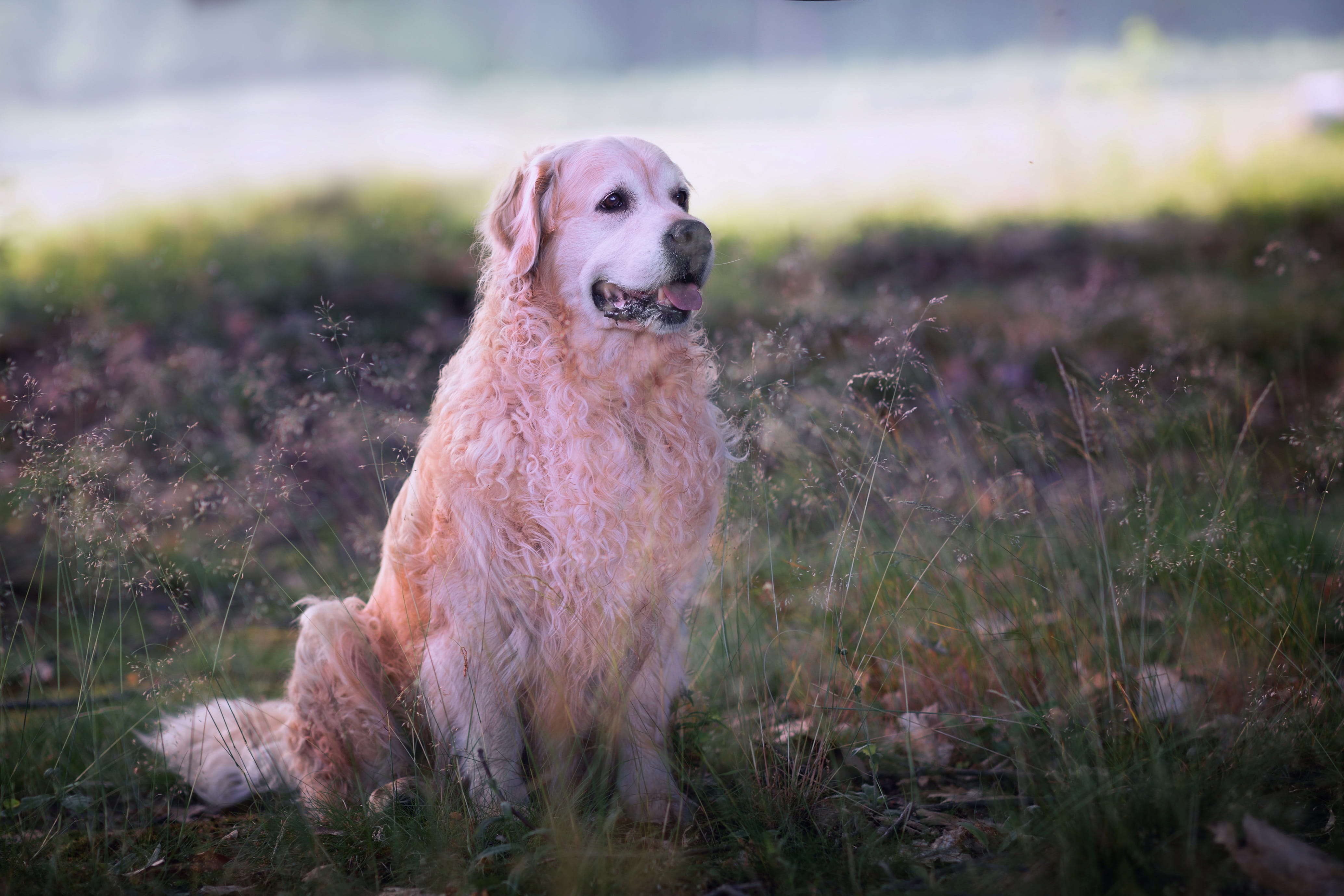dog, looking away, looking, dog breed, animal themes, domestic, golden retriever, grass, friendship, watchman, animals, no people, forest, dog eyes, friend, HD Wallpaper