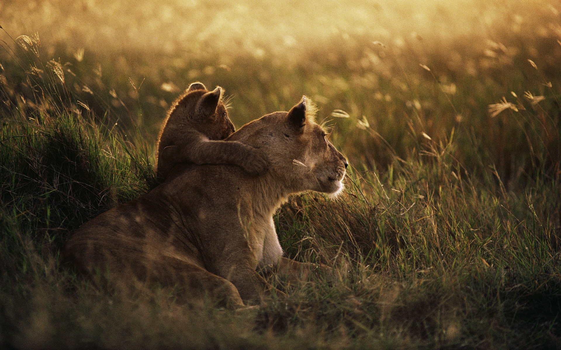 african, 1080P, lion, brown, HD Wallpaper