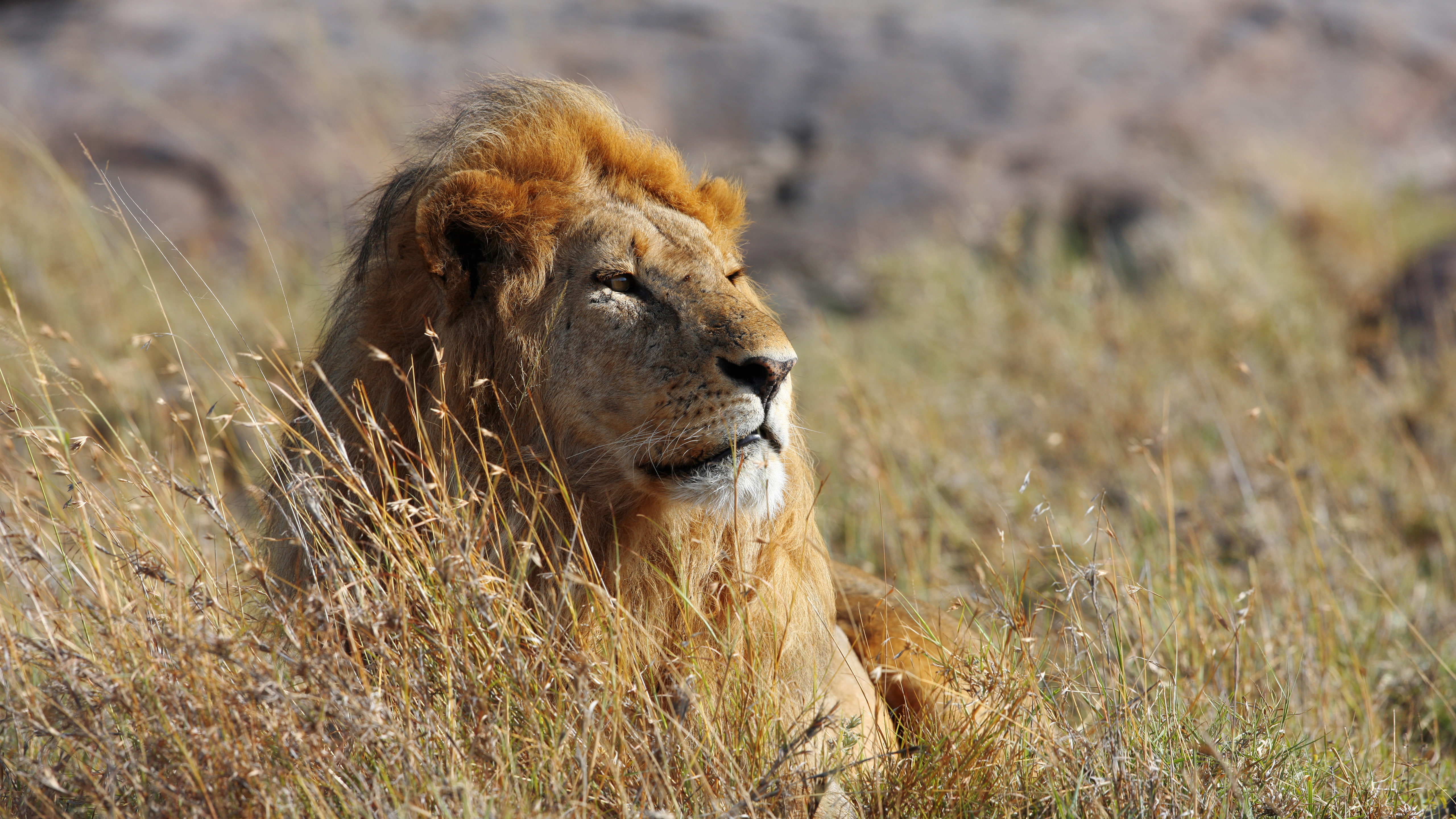 5K, African Lion, 5K, HD Wallpaper