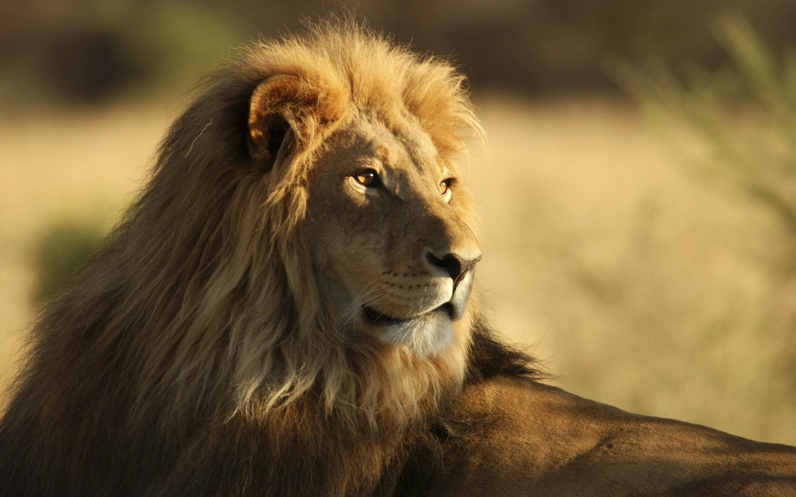 african, lion, 2K, male, HD Wallpaper