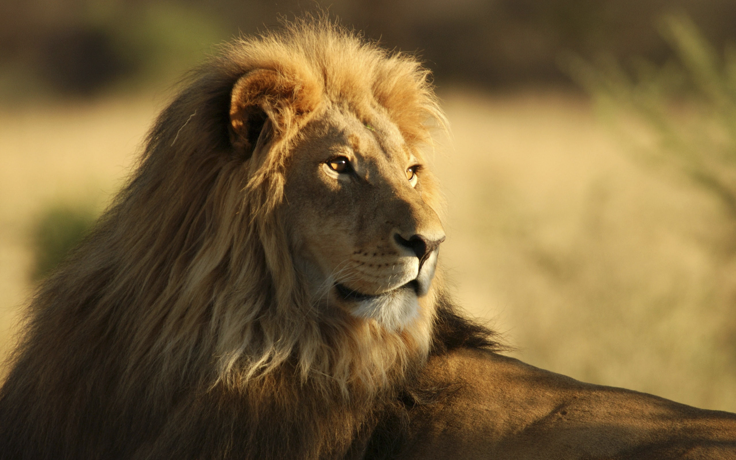 african, 2K, brown, male, lion, HD Wallpaper