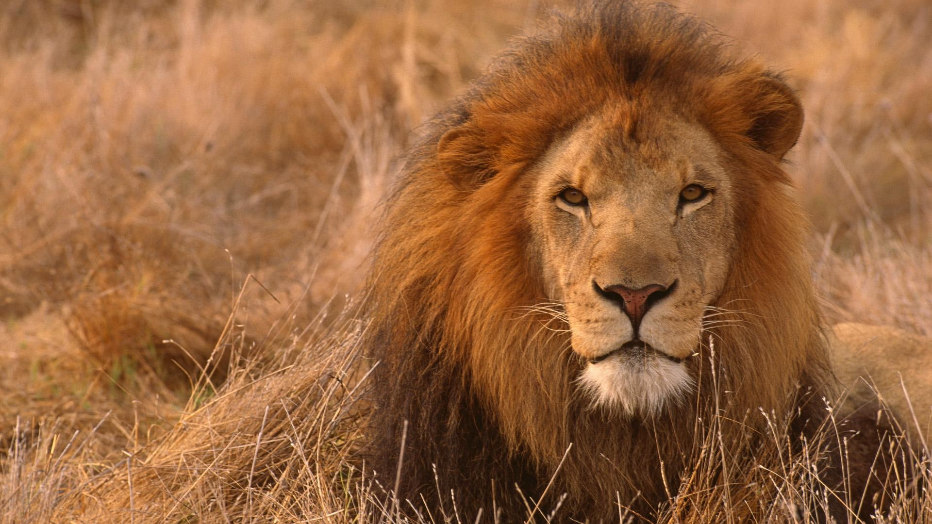 light, animals, african, lion, 1080P, golden, HD Wallpaper