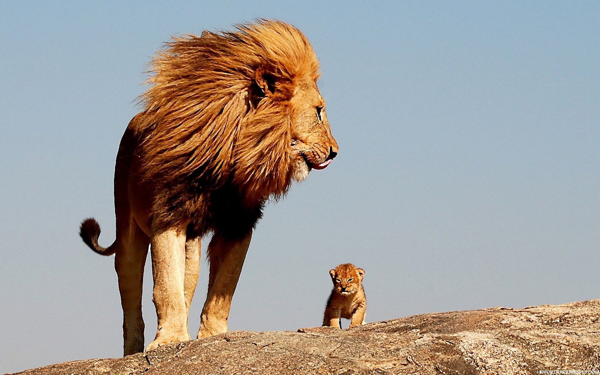 King, 4k animals, African, Animal, hd, animals, 1920x1200, Lion, 1080P, HD Wallpaper